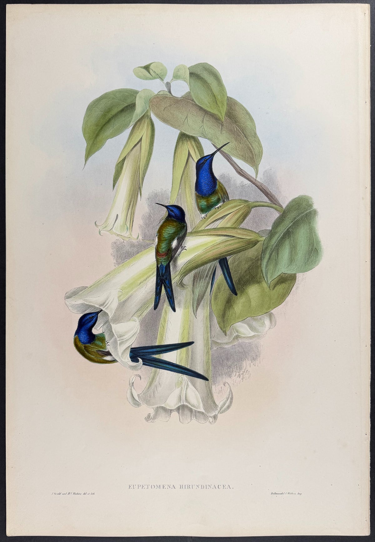 Swalllowtail Hummingbird