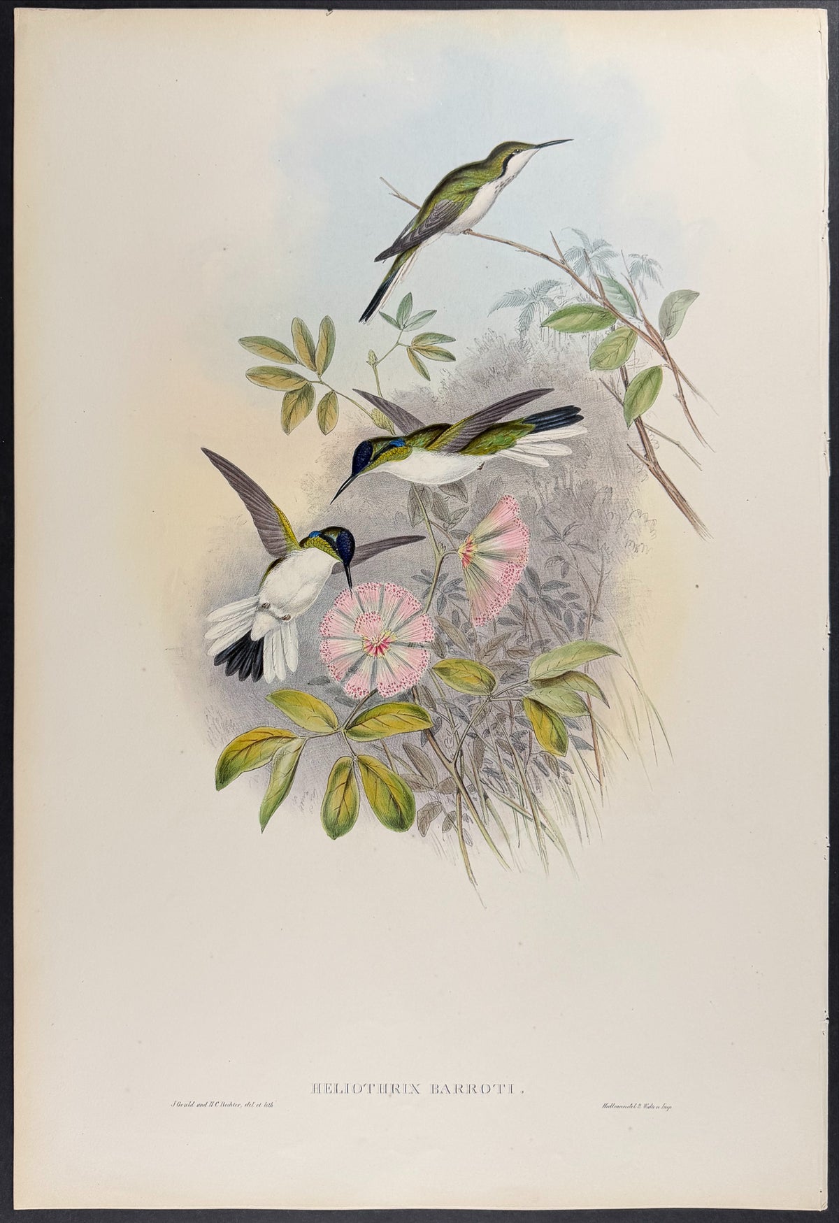 Columbian Fairy Hummingbird