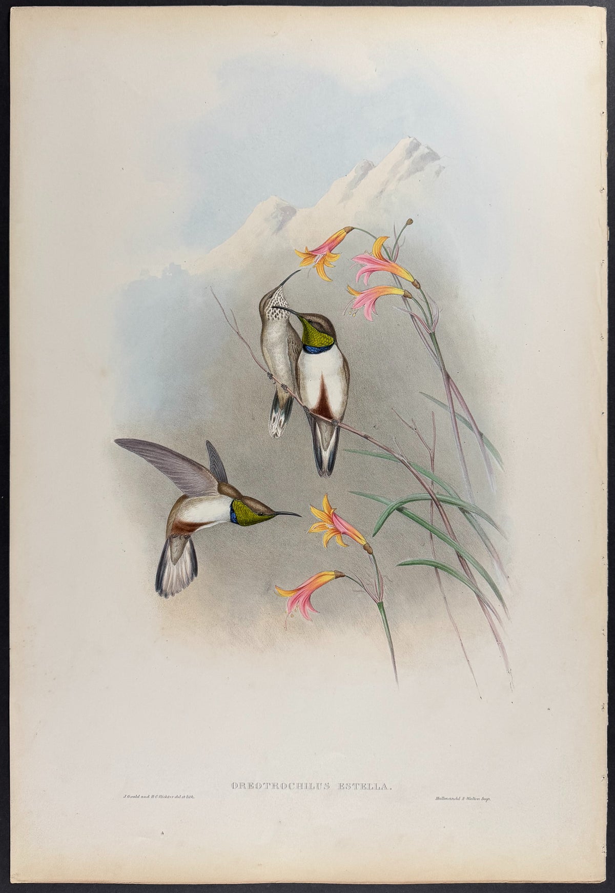 Estella's Hill-Star Hummingbird