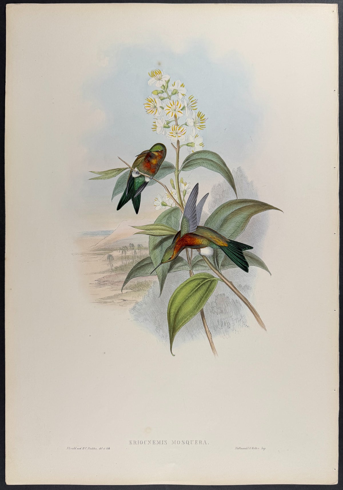 Mosquera's Puff-leg Hummingbird