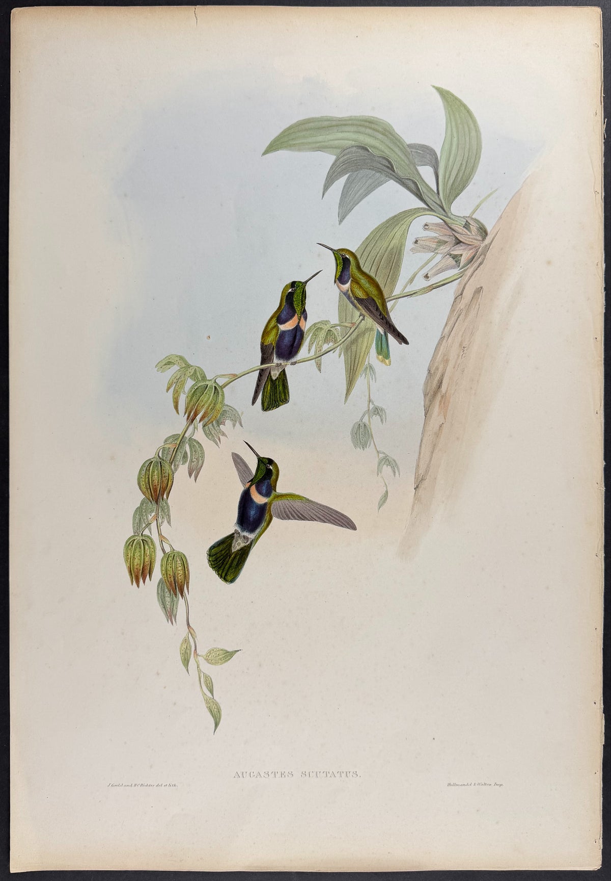Natterer's Vizorbearer Hummingbird