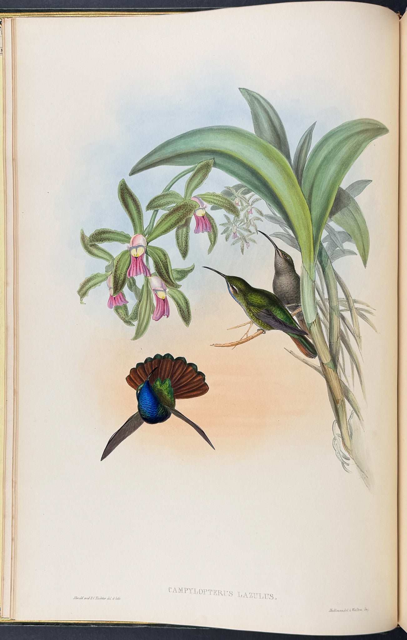 A Monograph of Trochildiae or Family of Hummingbirds