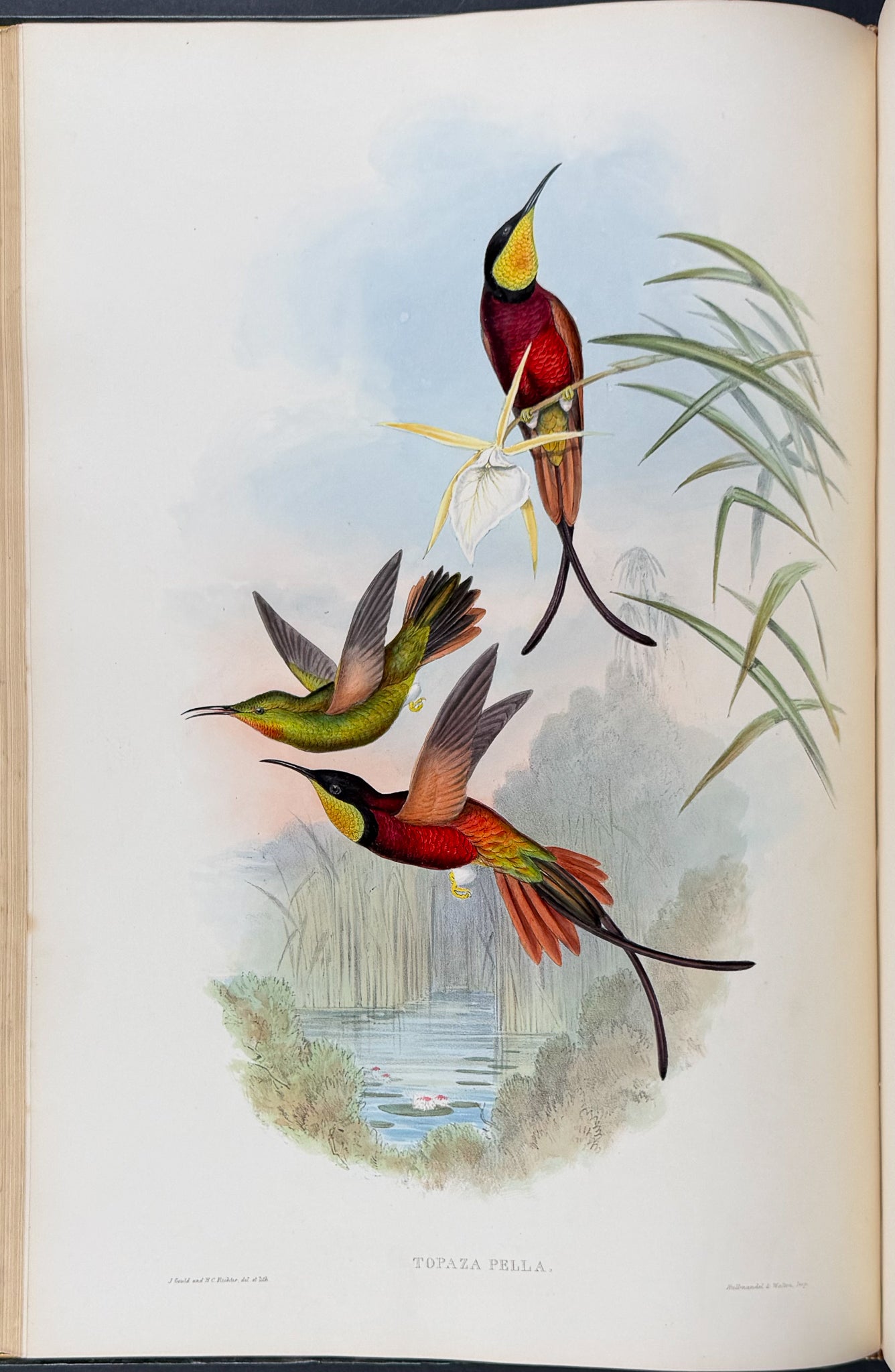 A Monograph of Trochildiae or Family of Hummingbirds
