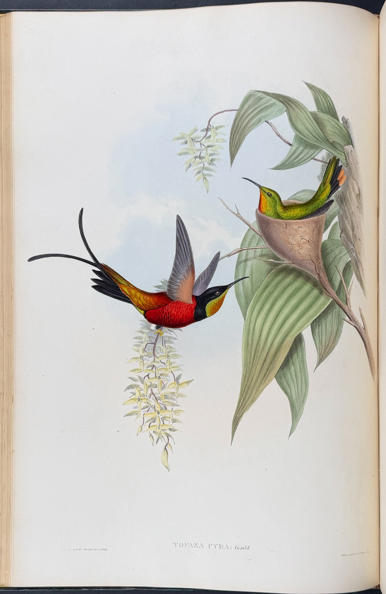 A Monograph of Trochildiae or Family of Hummingbirds
