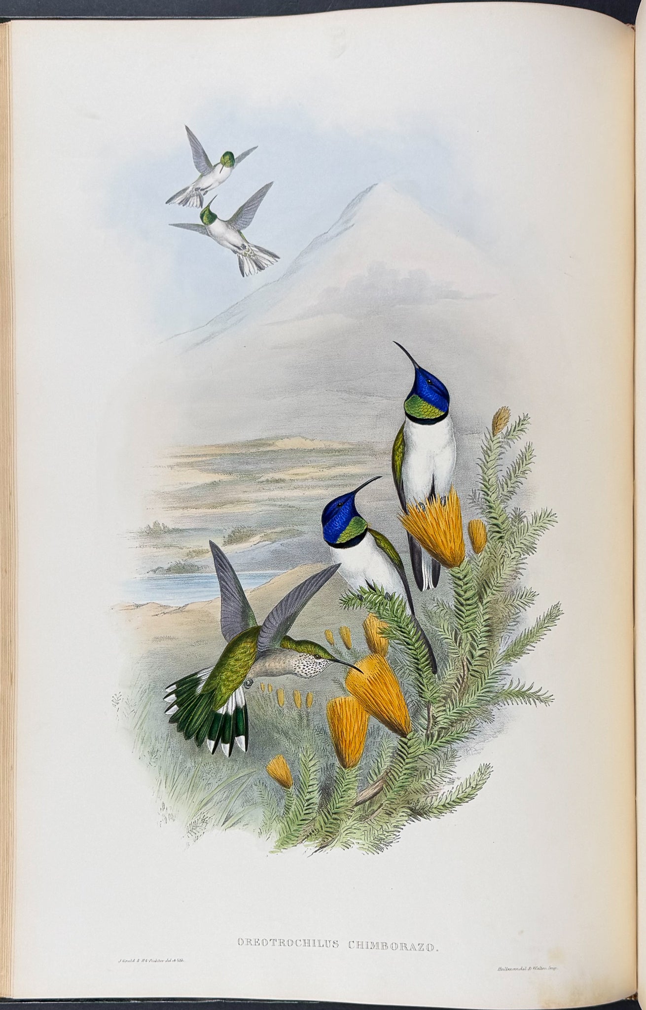 A Monograph of Trochildiae or Family of Hummingbirds