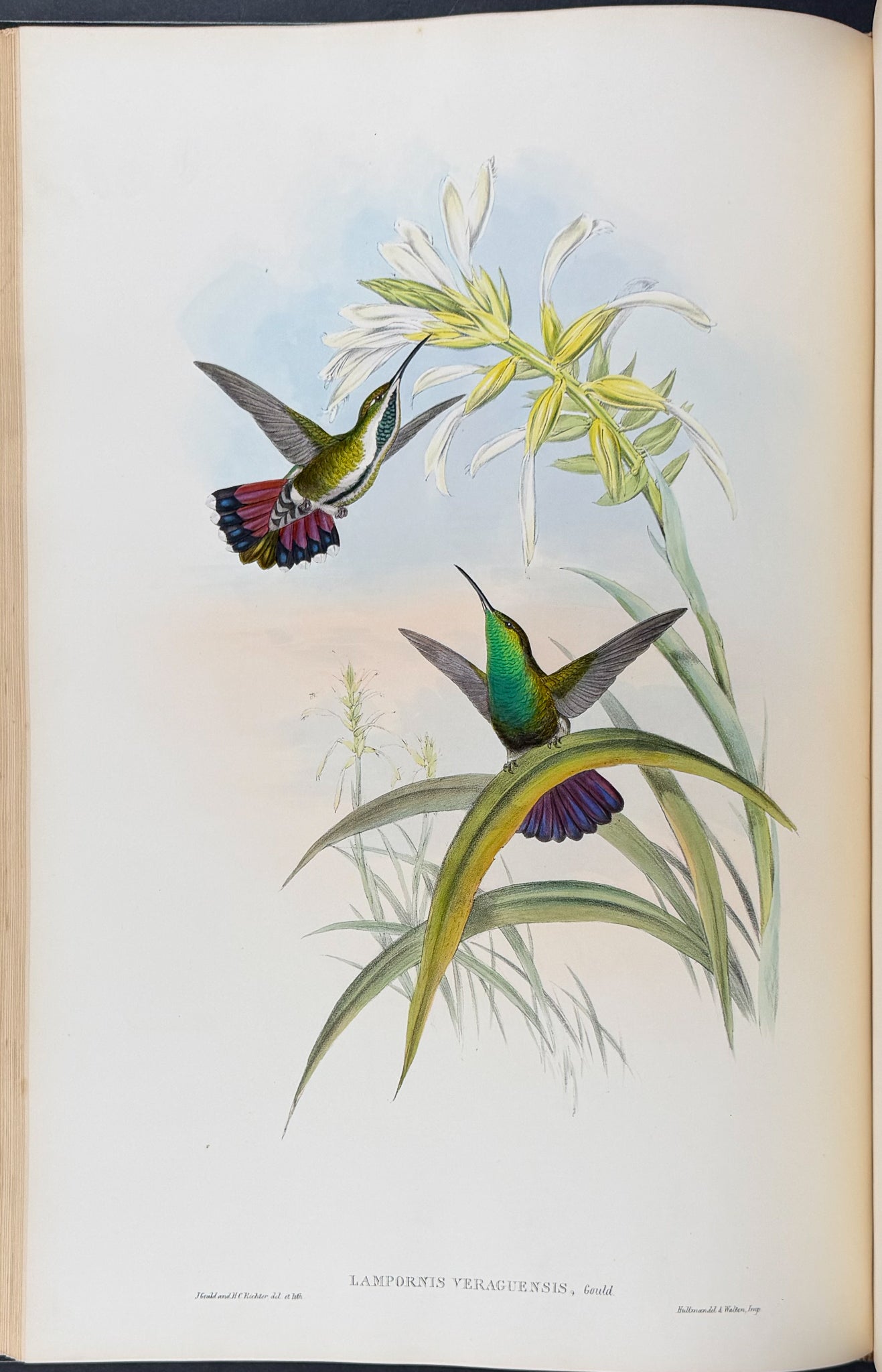 A Monograph of Trochildiae or Family of Hummingbirds