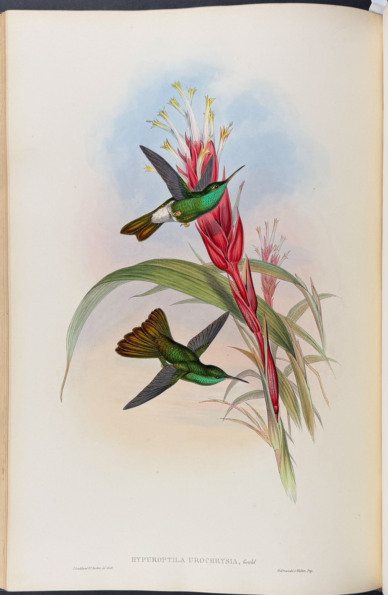 A Monograph of Trochildiae or Family of Hummingbirds