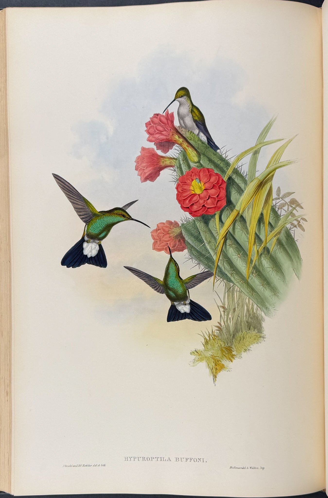 A Monograph of Trochildiae or Family of Hummingbirds