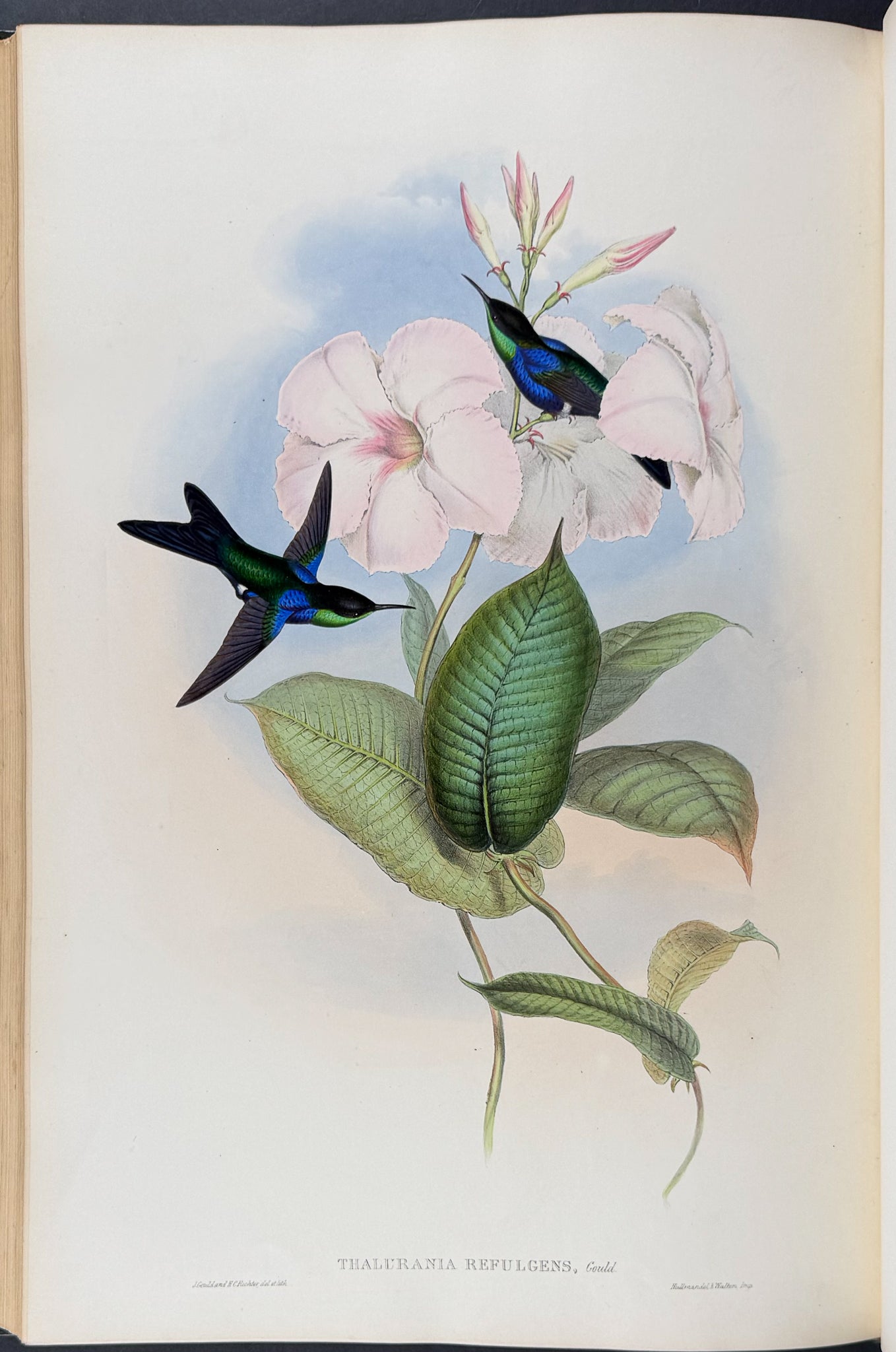 A Monograph of Trochildiae or Family of Hummingbirds