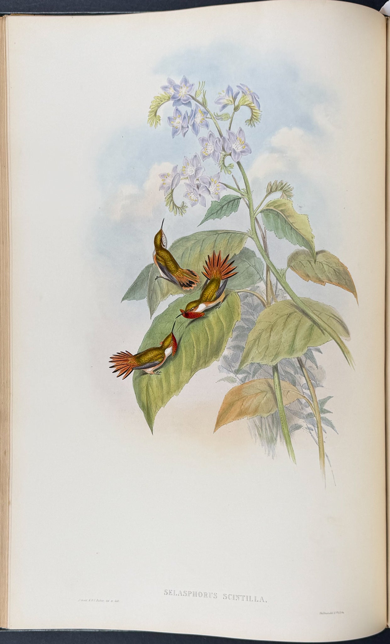 A Monograph of Trochildiae or Family of Hummingbirds