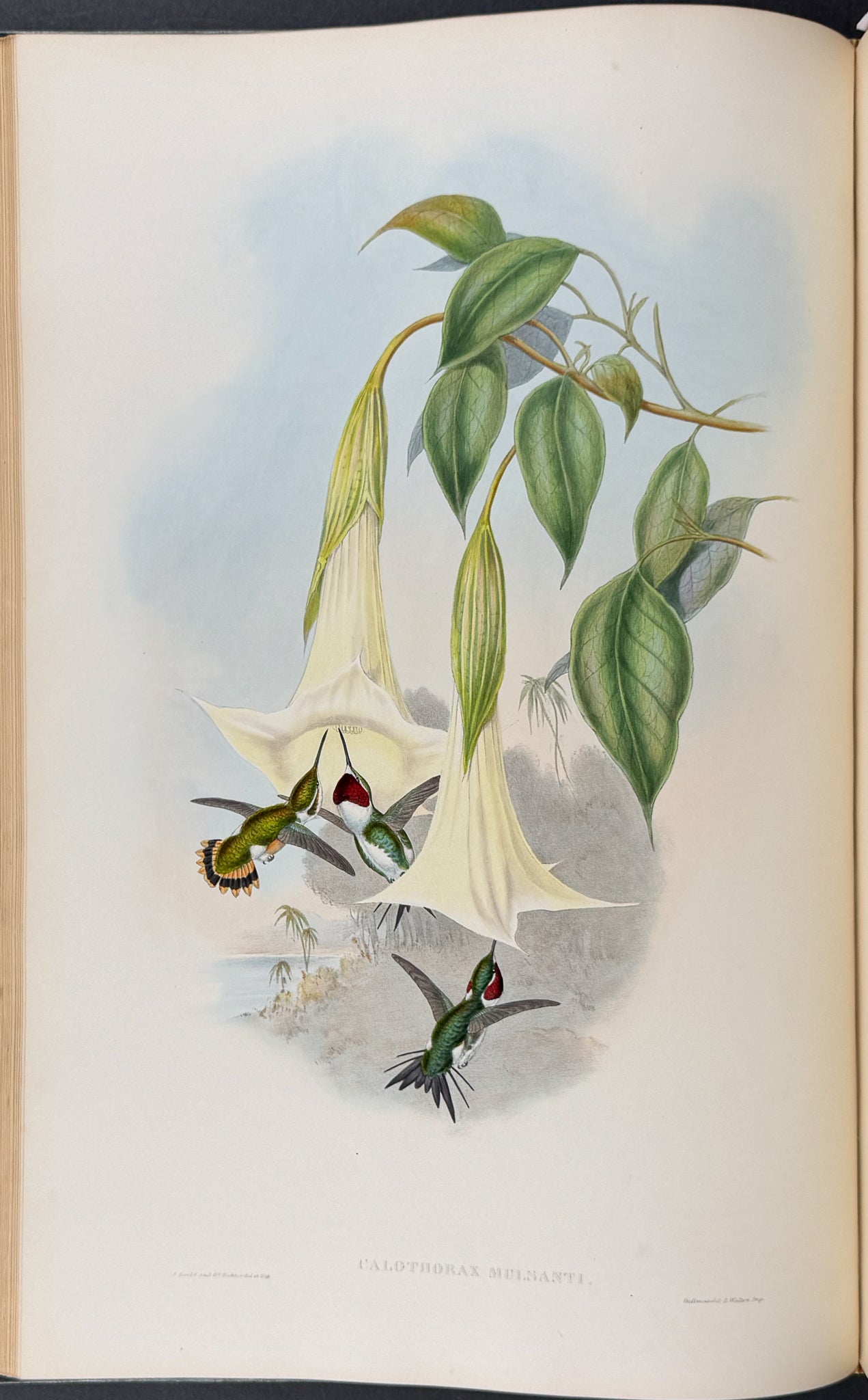 A Monograph of Trochildiae or Family of Hummingbirds