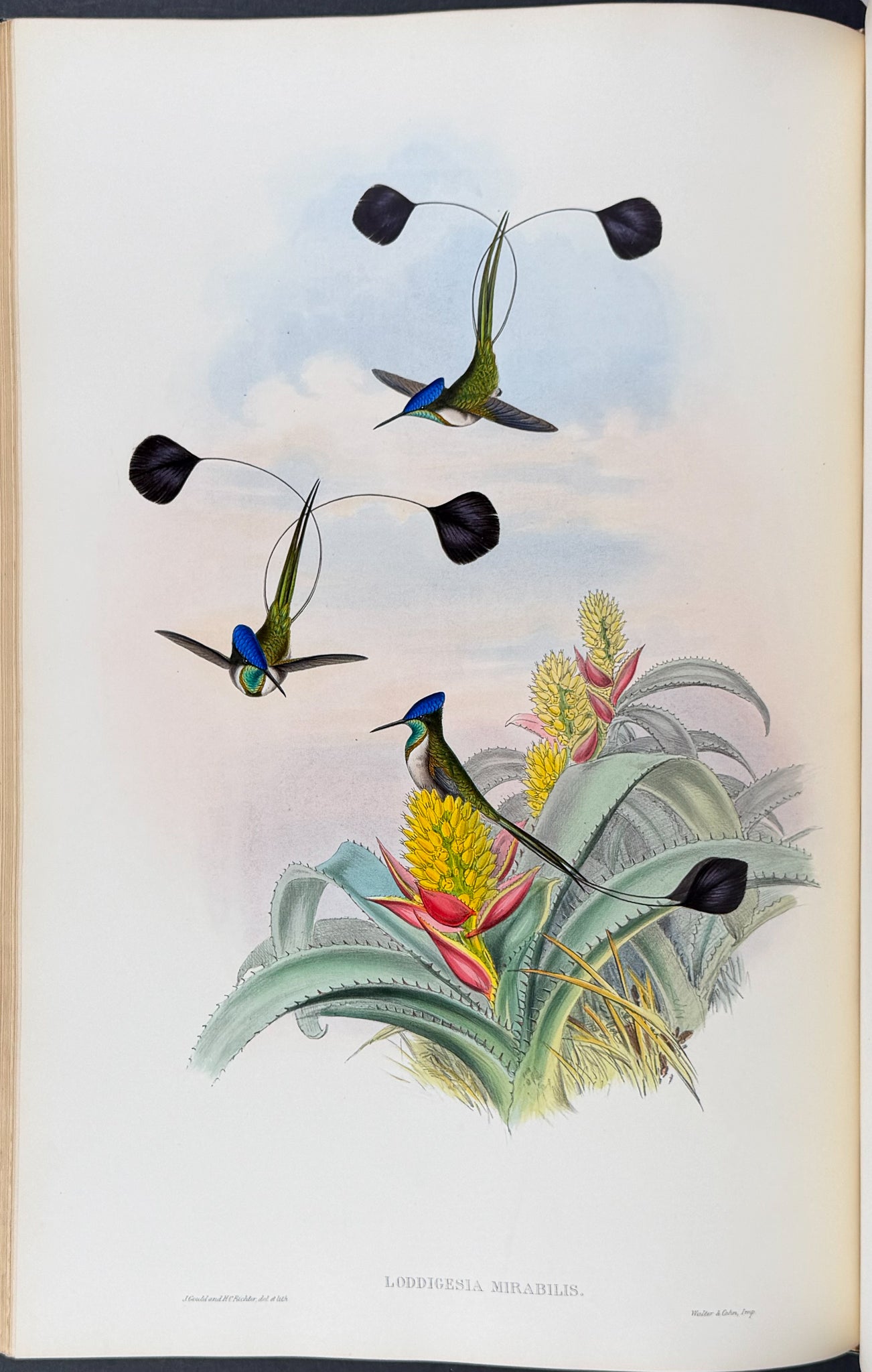 A Monograph of Trochildiae or Family of Hummingbirds