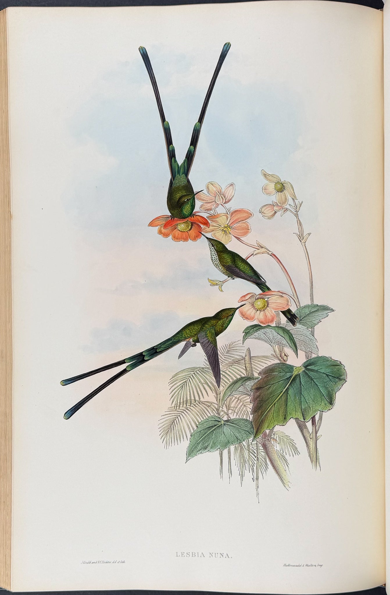 A Monograph of Trochildiae or Family of Hummingbirds