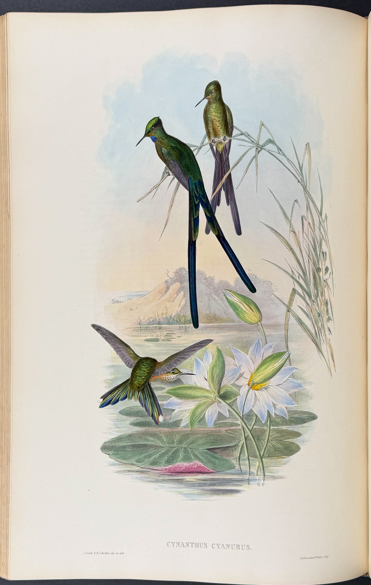 A Monograph of Trochildiae or Family of Hummingbirds