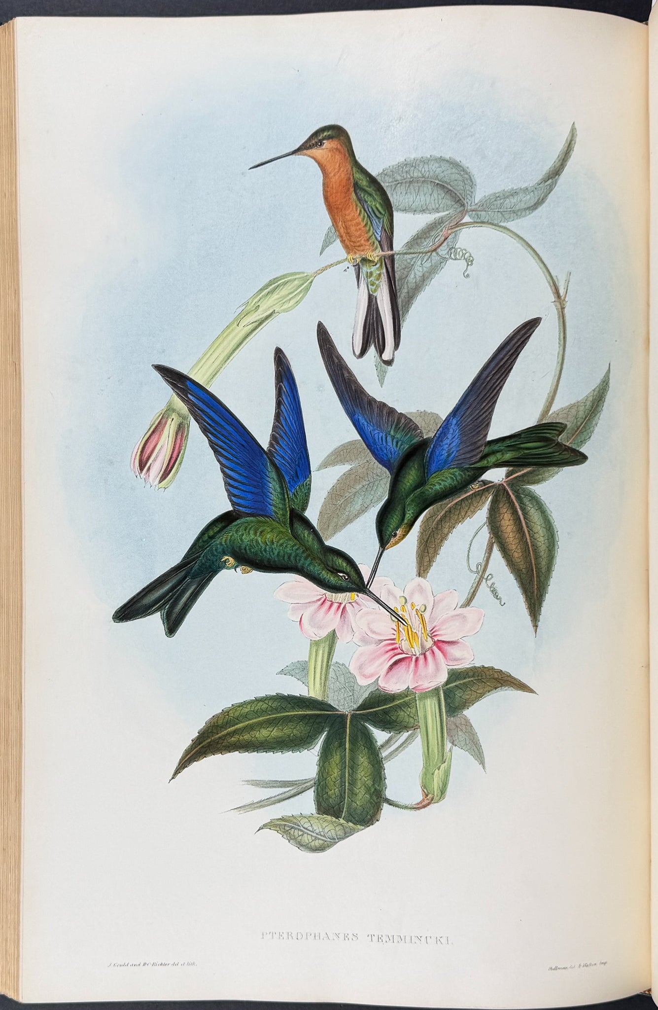 A Monograph of Trochildiae or Family of Hummingbirds