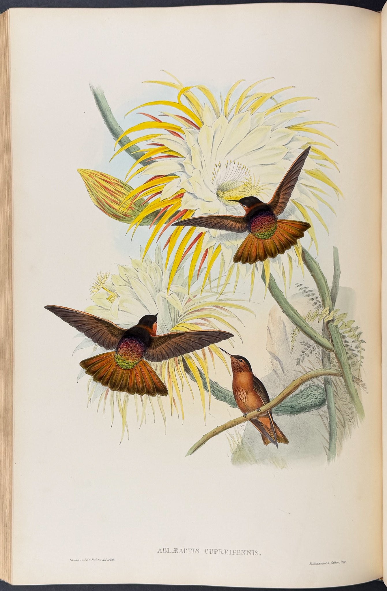 A Monograph of Trochildiae or Family of Hummingbirds