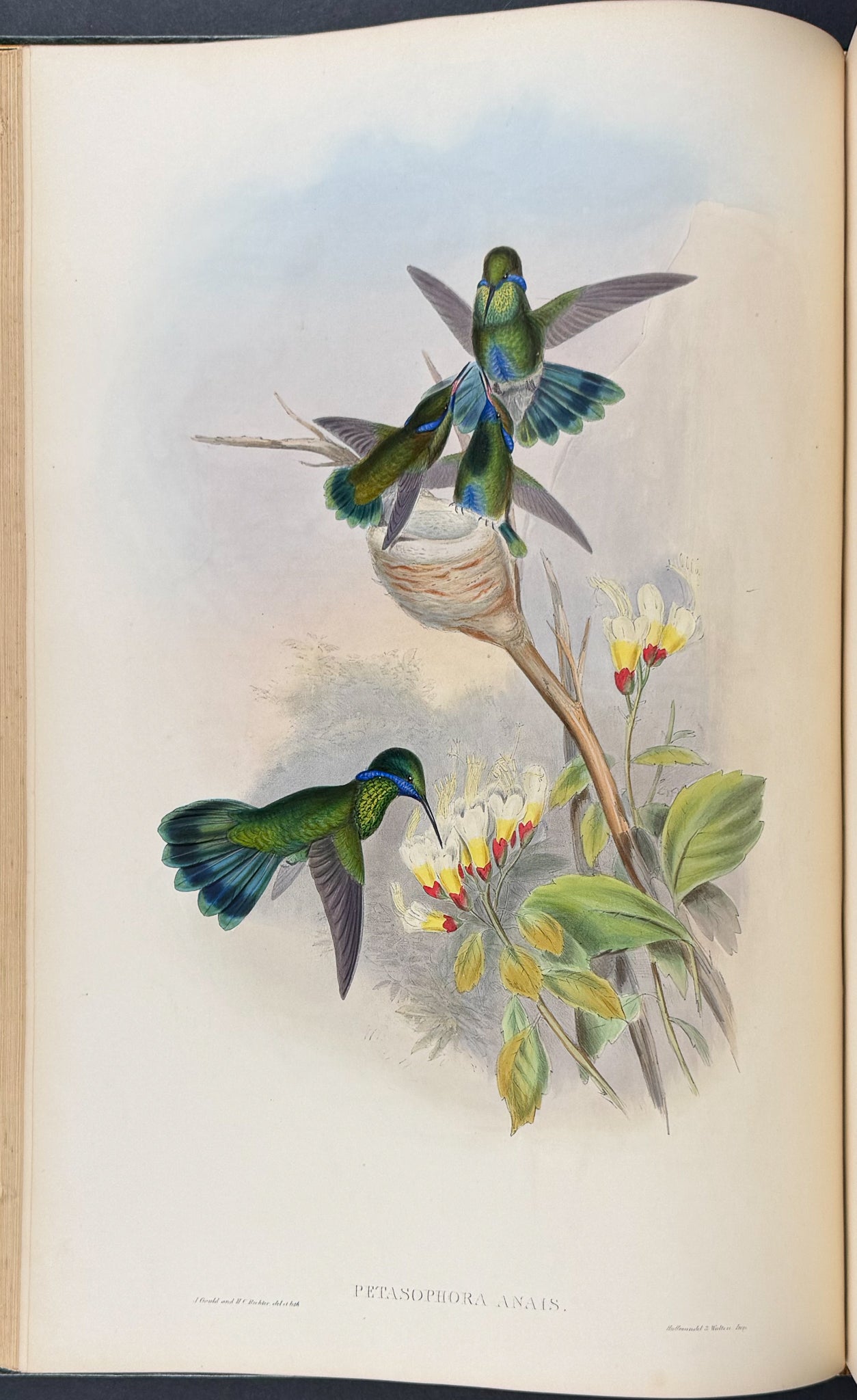 A Monograph of Trochildiae or Family of Hummingbirds
