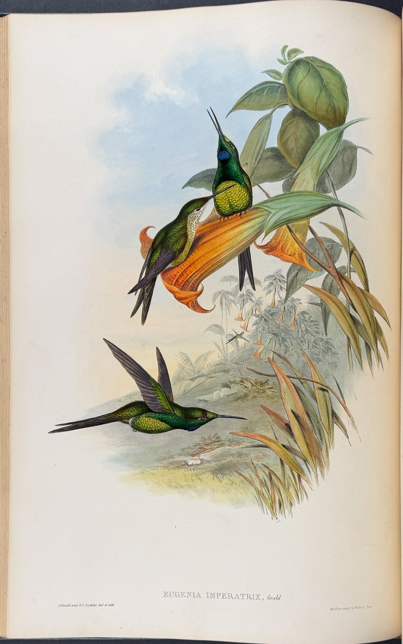 A Monograph of Trochildiae or Family of Hummingbirds