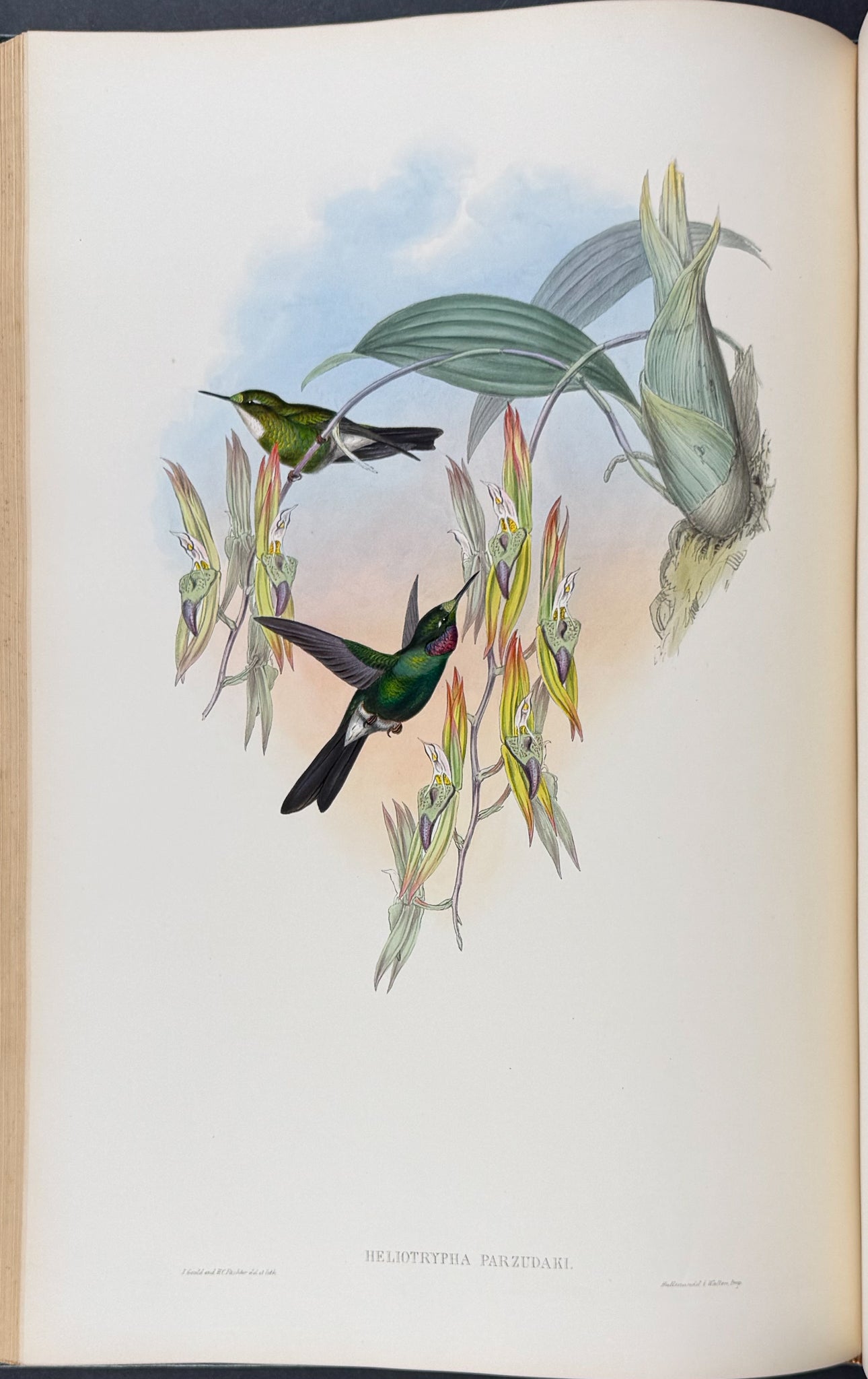 A Monograph of Trochildiae or Family of Hummingbirds