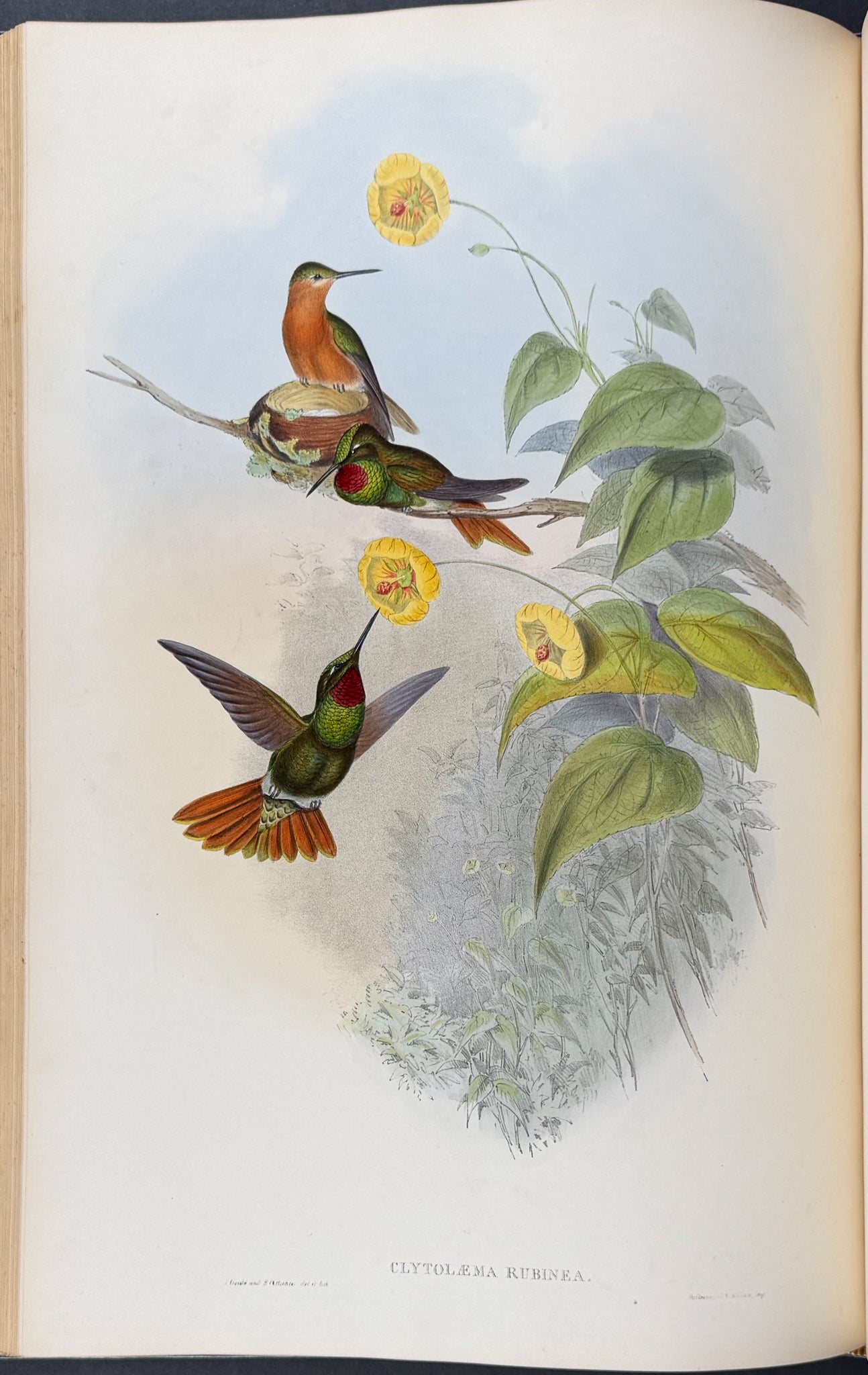 A Monograph of Trochildiae or Family of Hummingbirds