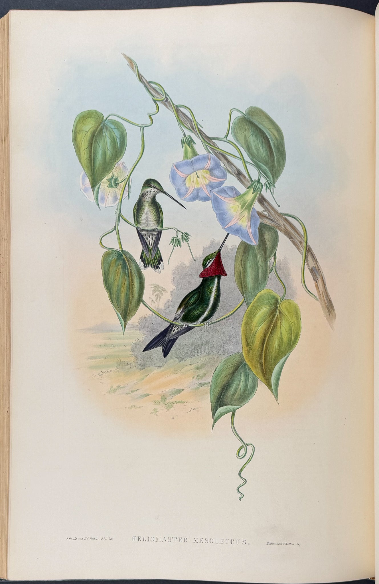 A Monograph of Trochildiae or Family of Hummingbirds