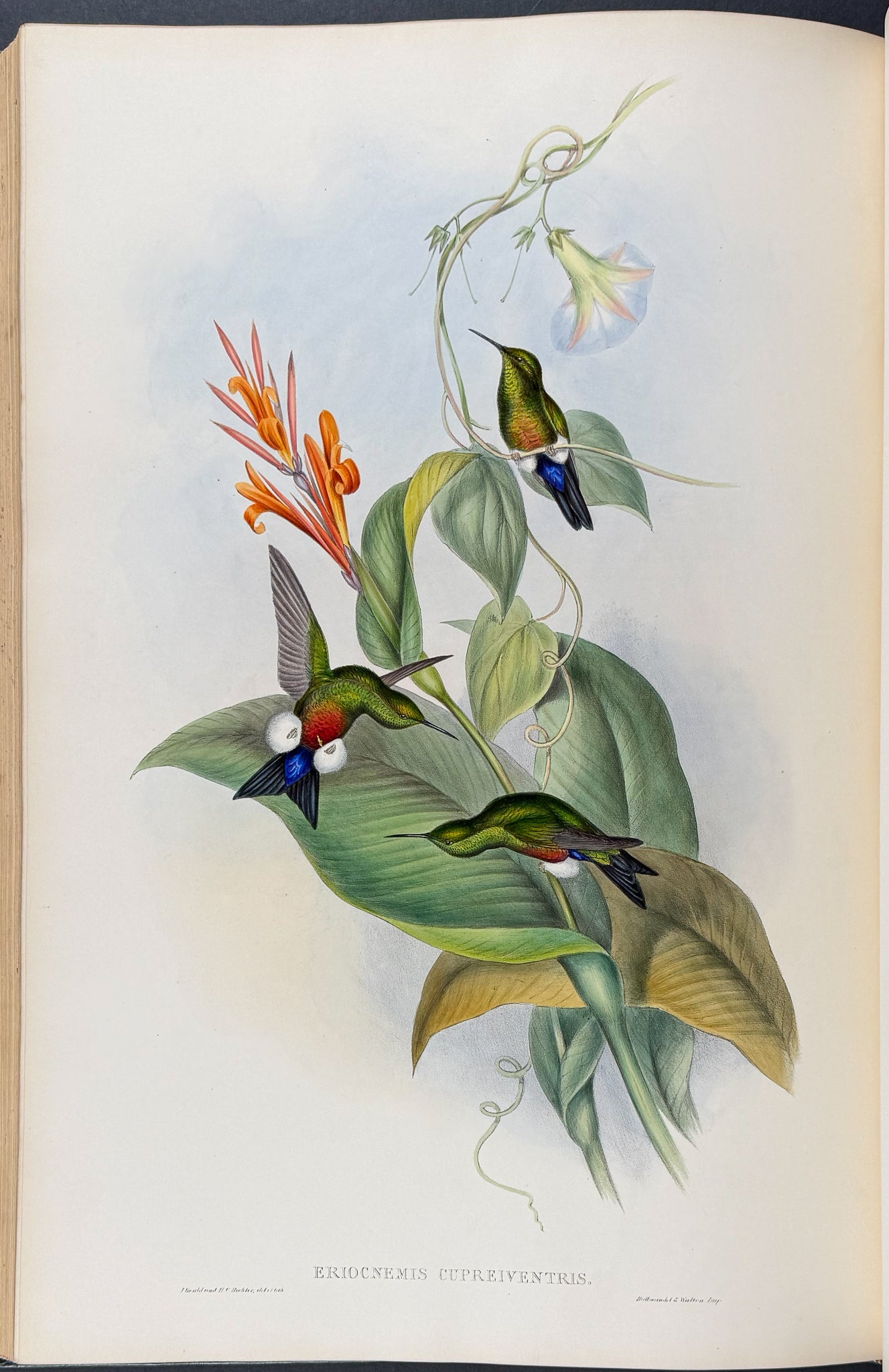 A Monograph of Trochildiae or Family of Hummingbirds