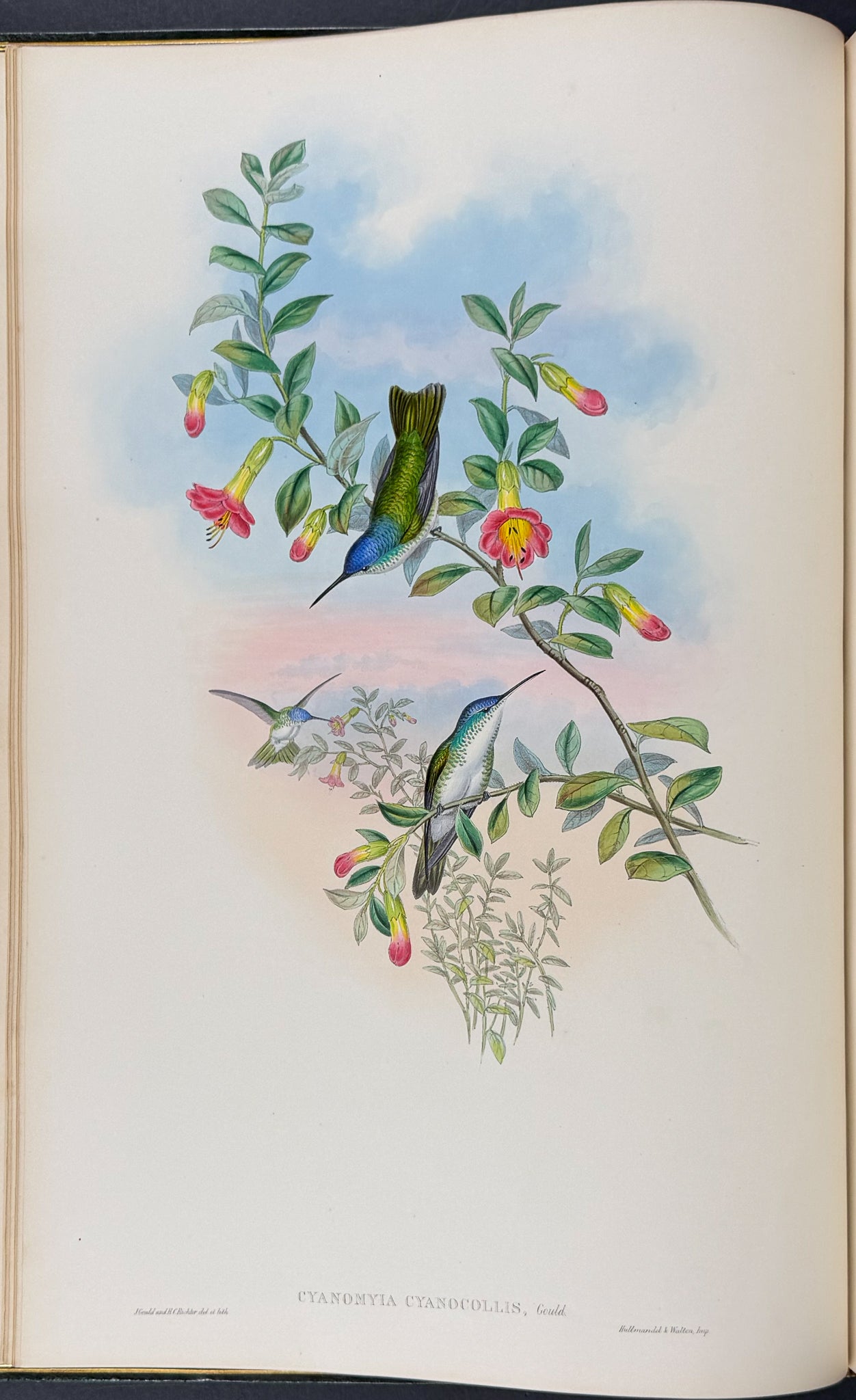 A Monograph of Trochildiae or Family of Hummingbirds
