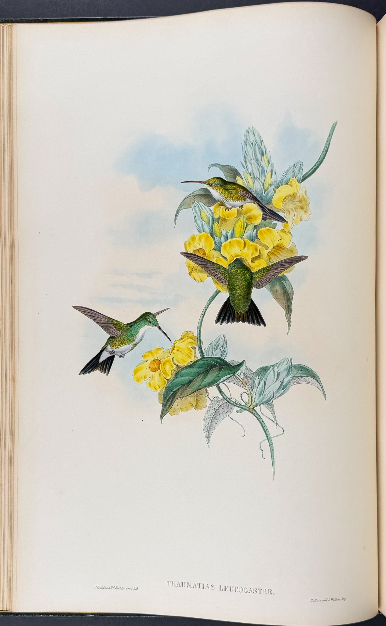 A Monograph of Trochildiae or Family of Hummingbirds