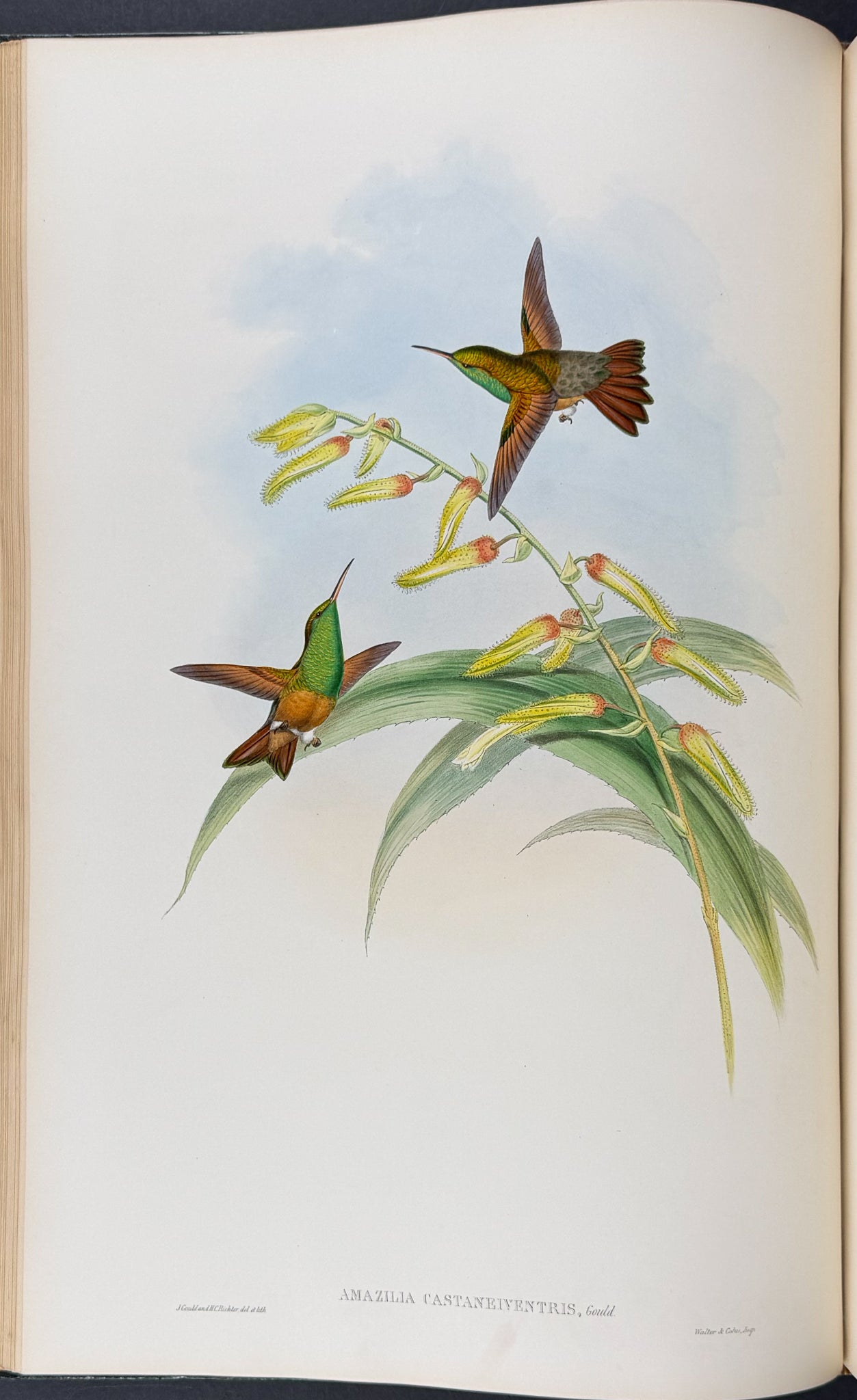 A Monograph of Trochildiae or Family of Hummingbirds