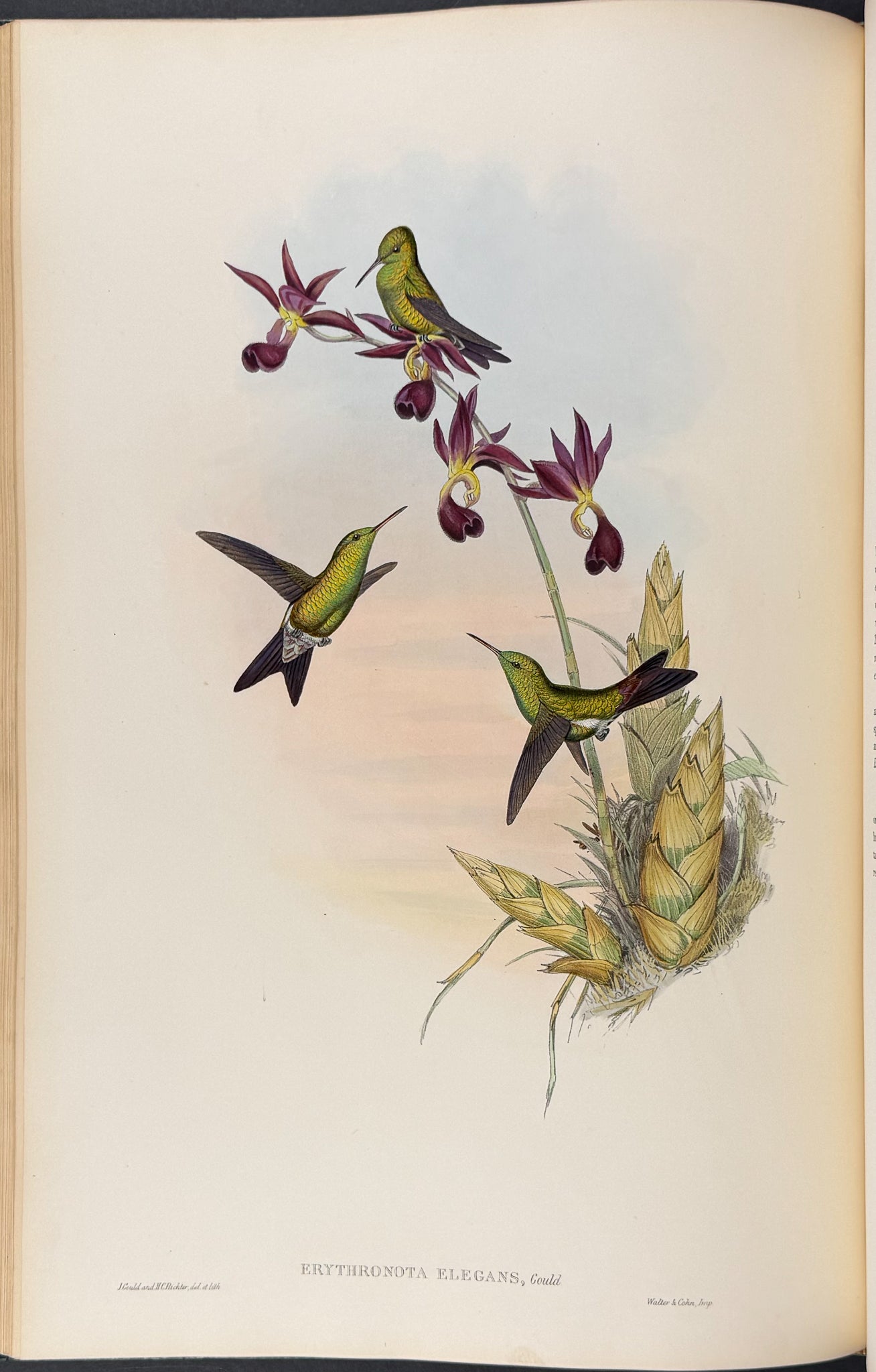 A Monograph of Trochildiae or Family of Hummingbirds