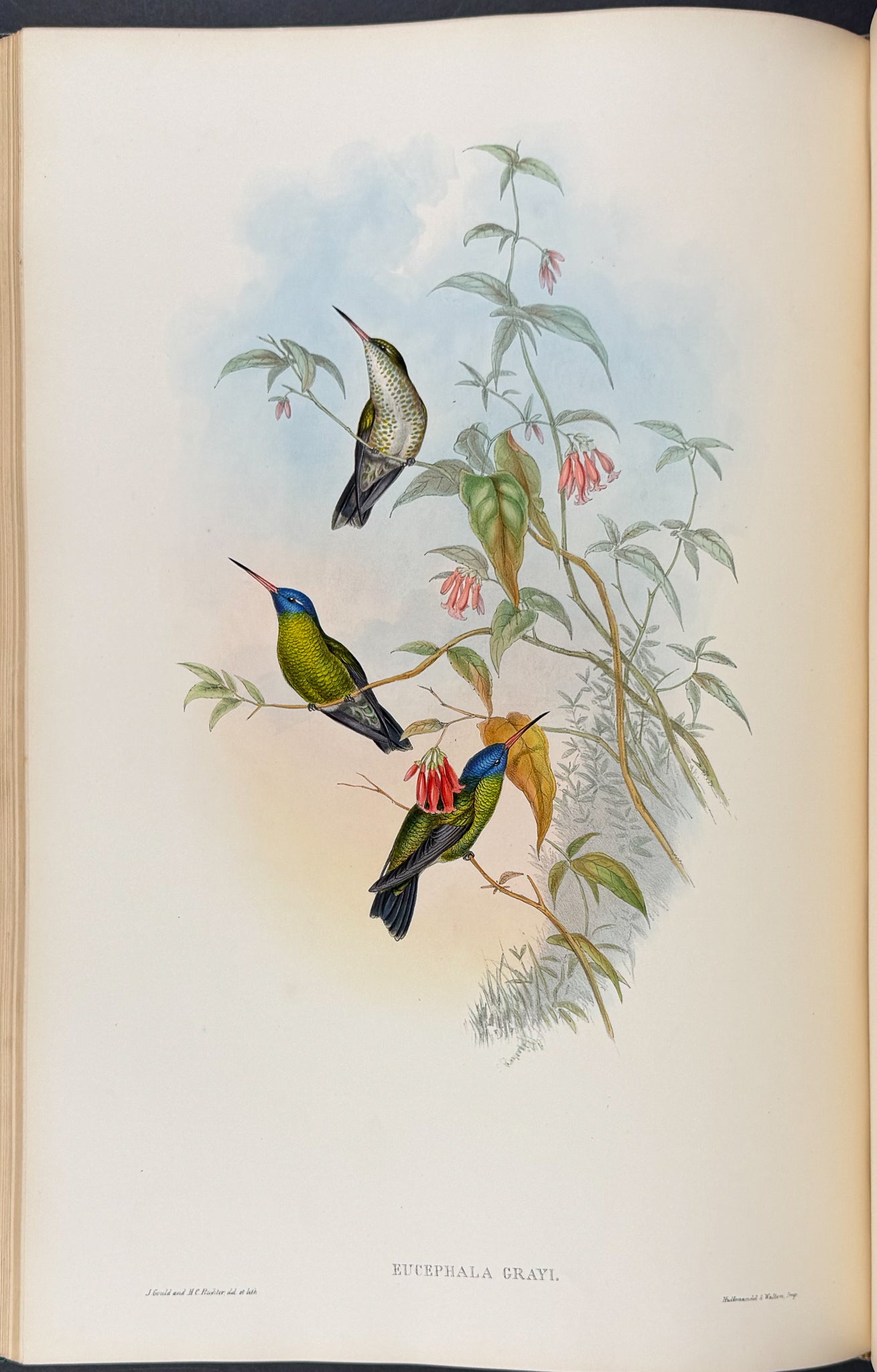 A Monograph of Trochildiae or Family of Hummingbirds