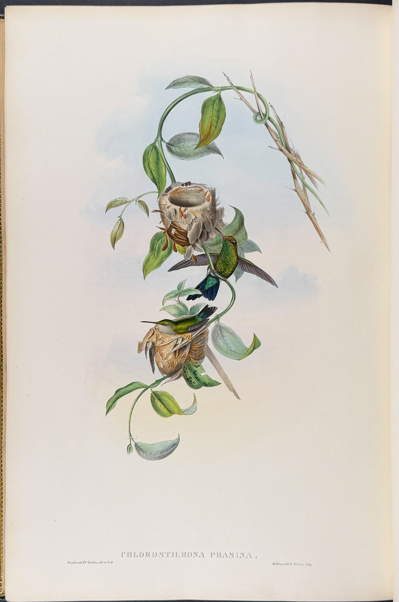 A Monograph of Trochildiae or Family of Hummingbirds