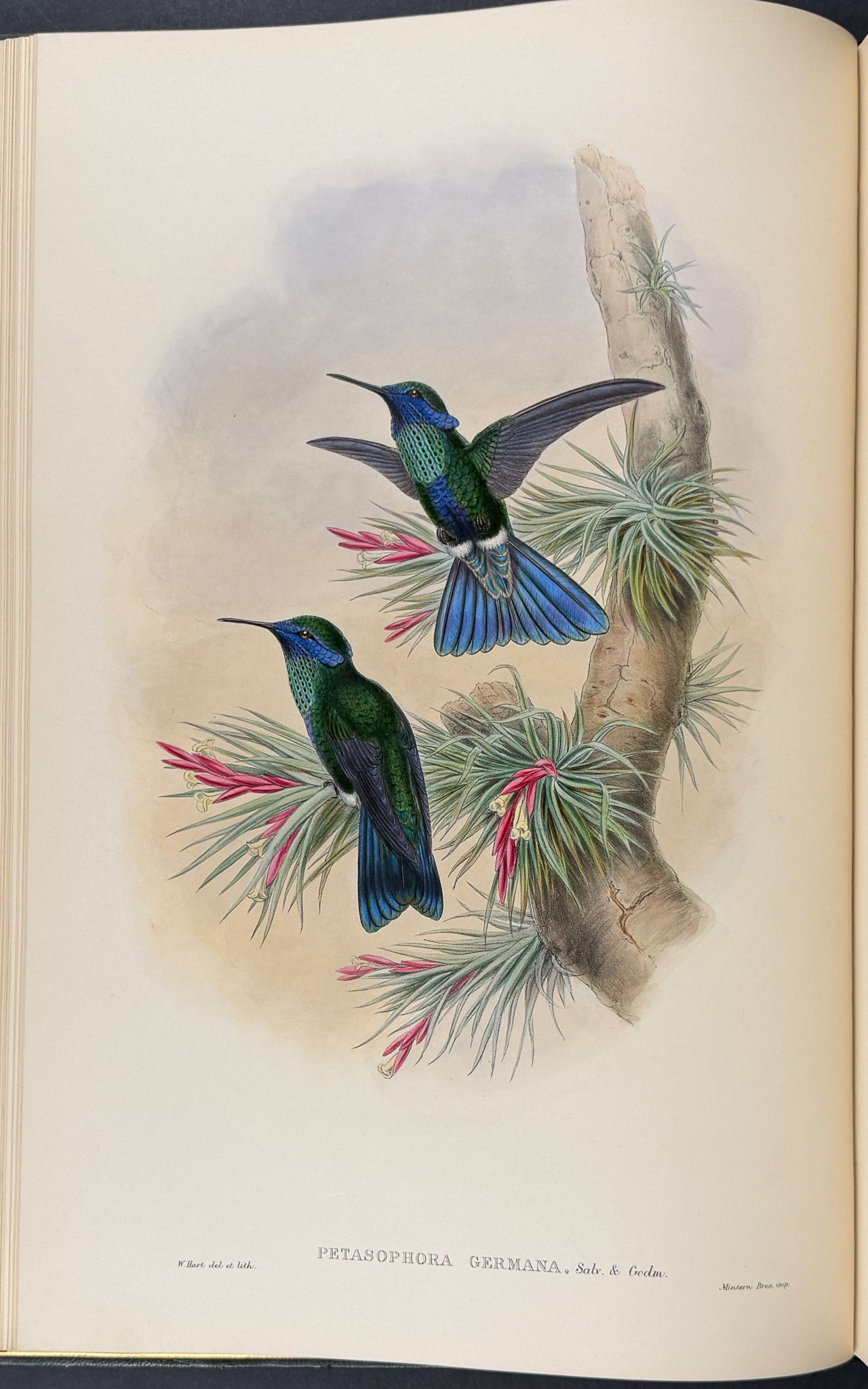 A Monograph of Trochildiae or Family of Hummingbirds
