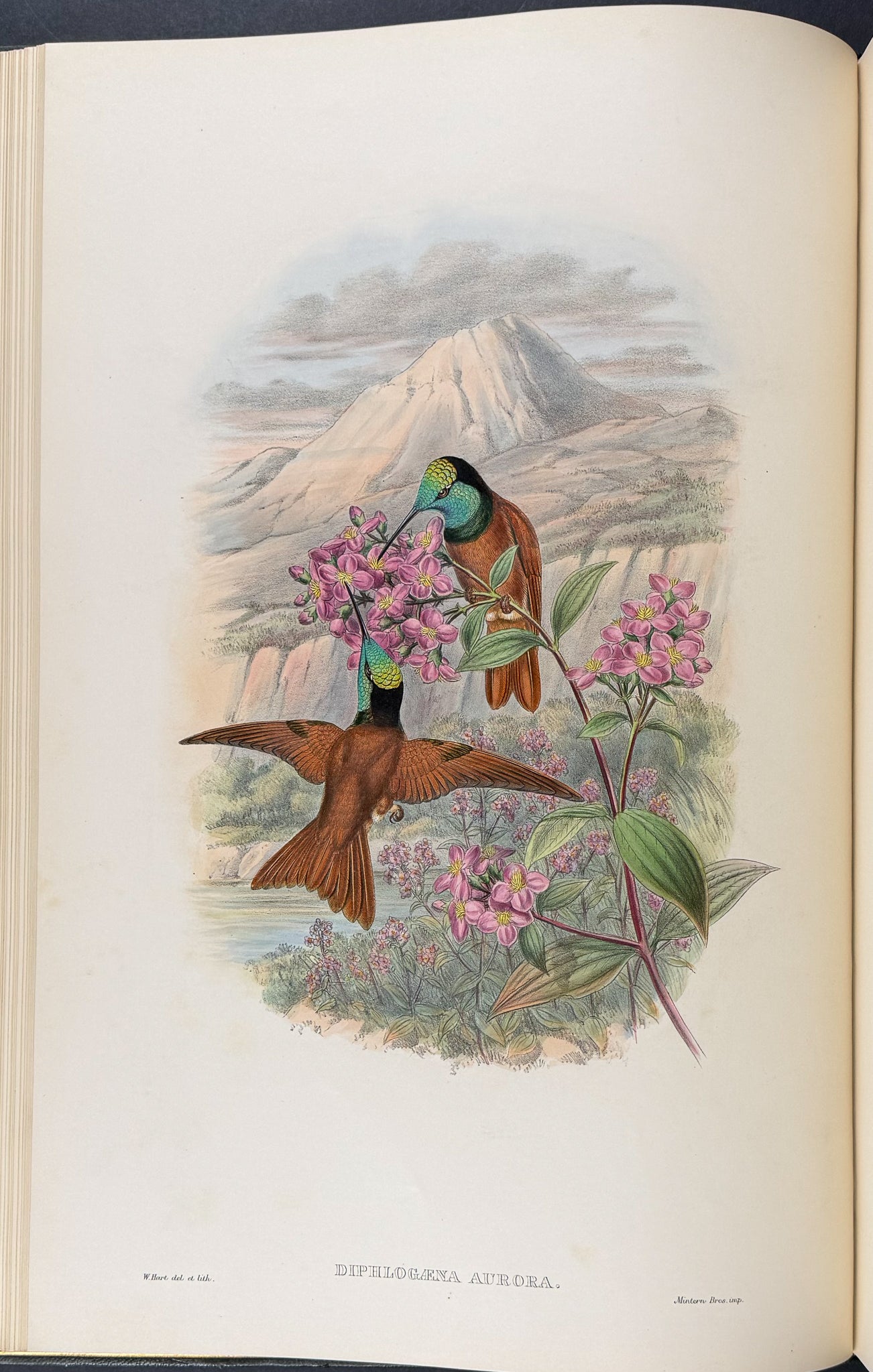 A Monograph of Trochildiae or Family of Hummingbirds