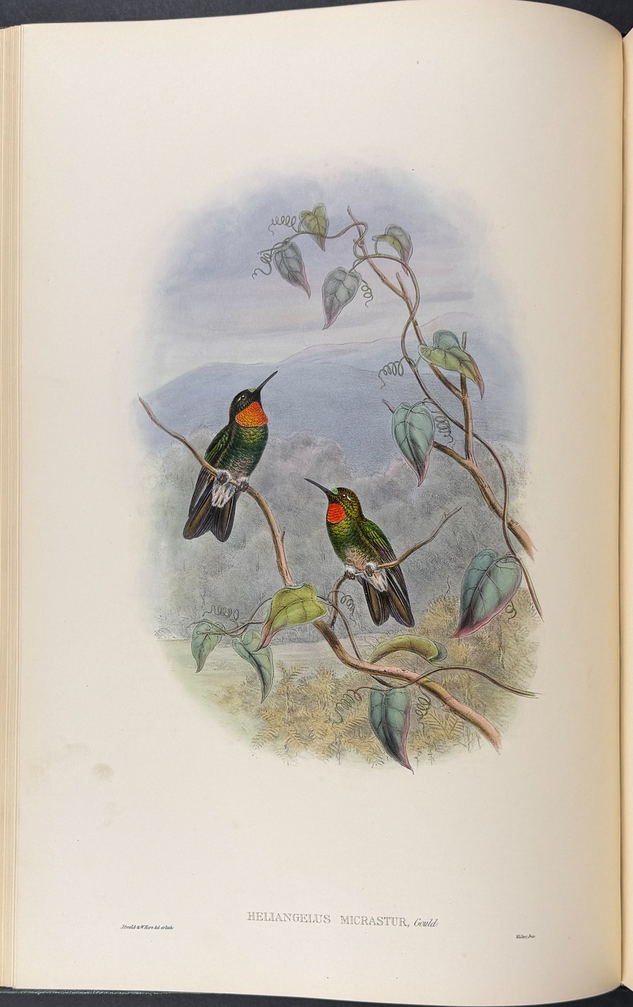 A Monograph of Trochildiae or Family of Hummingbirds