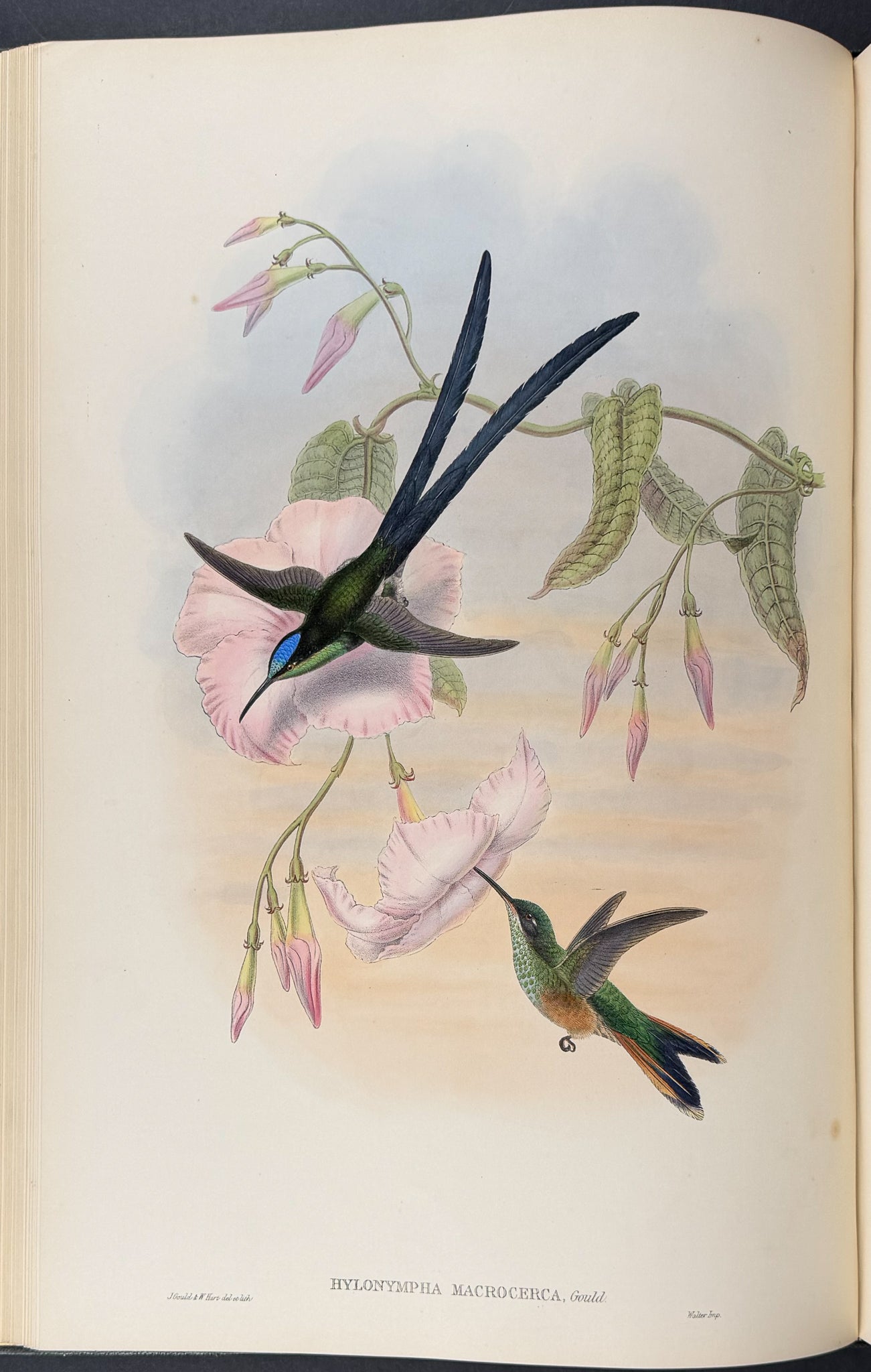 A Monograph of Trochildiae or Family of Hummingbirds