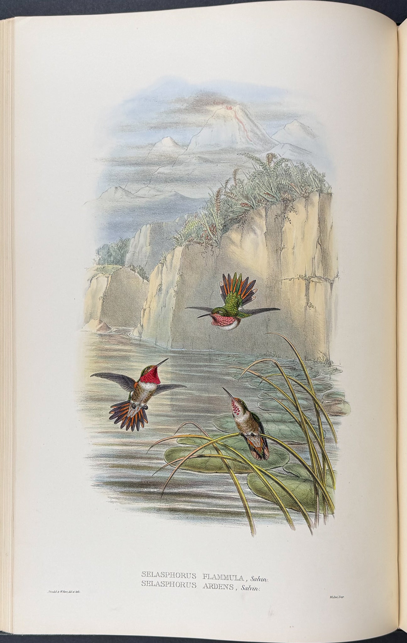 A Monograph of Trochildiae or Family of Hummingbirds