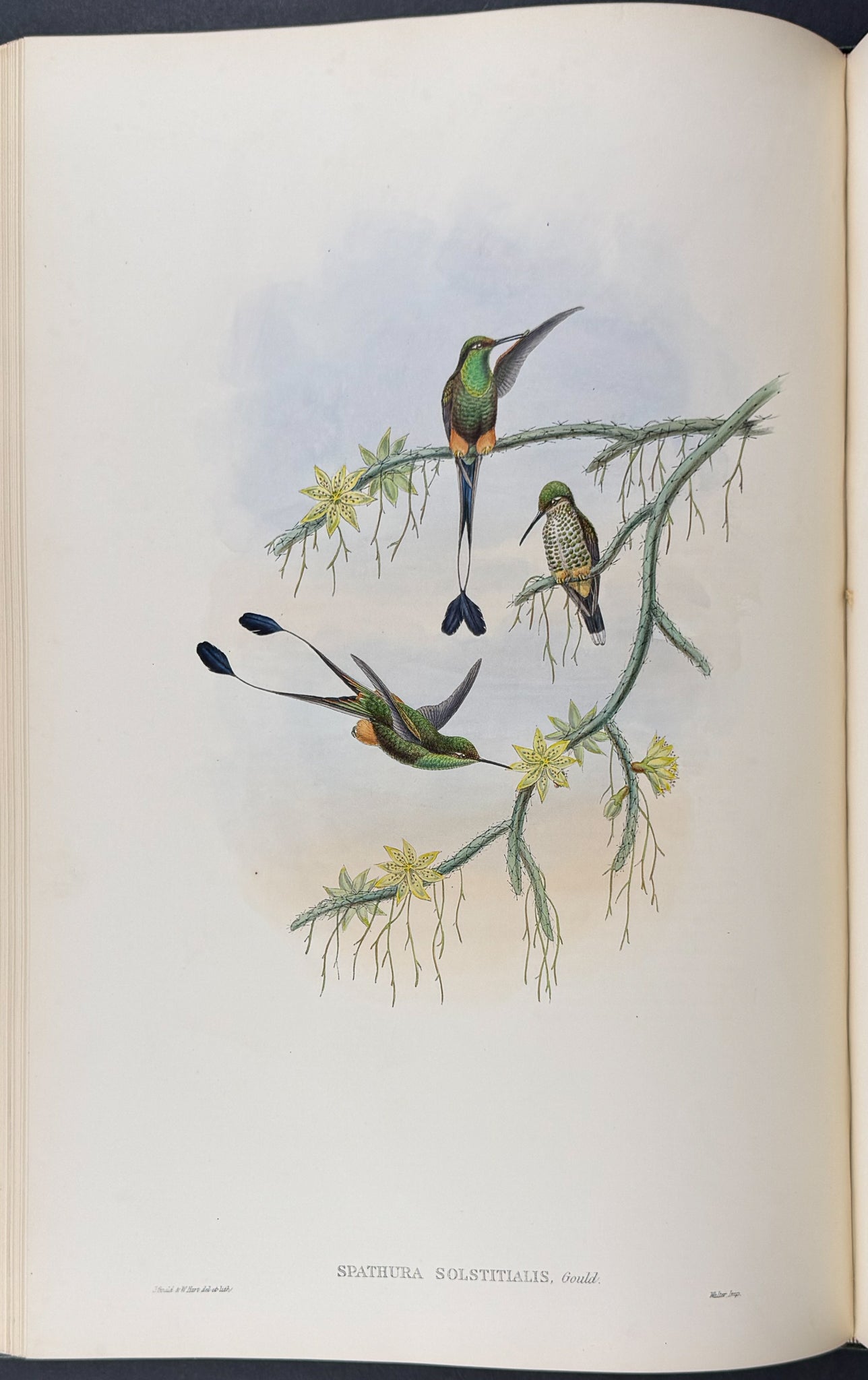 A Monograph of Trochildiae or Family of Hummingbirds