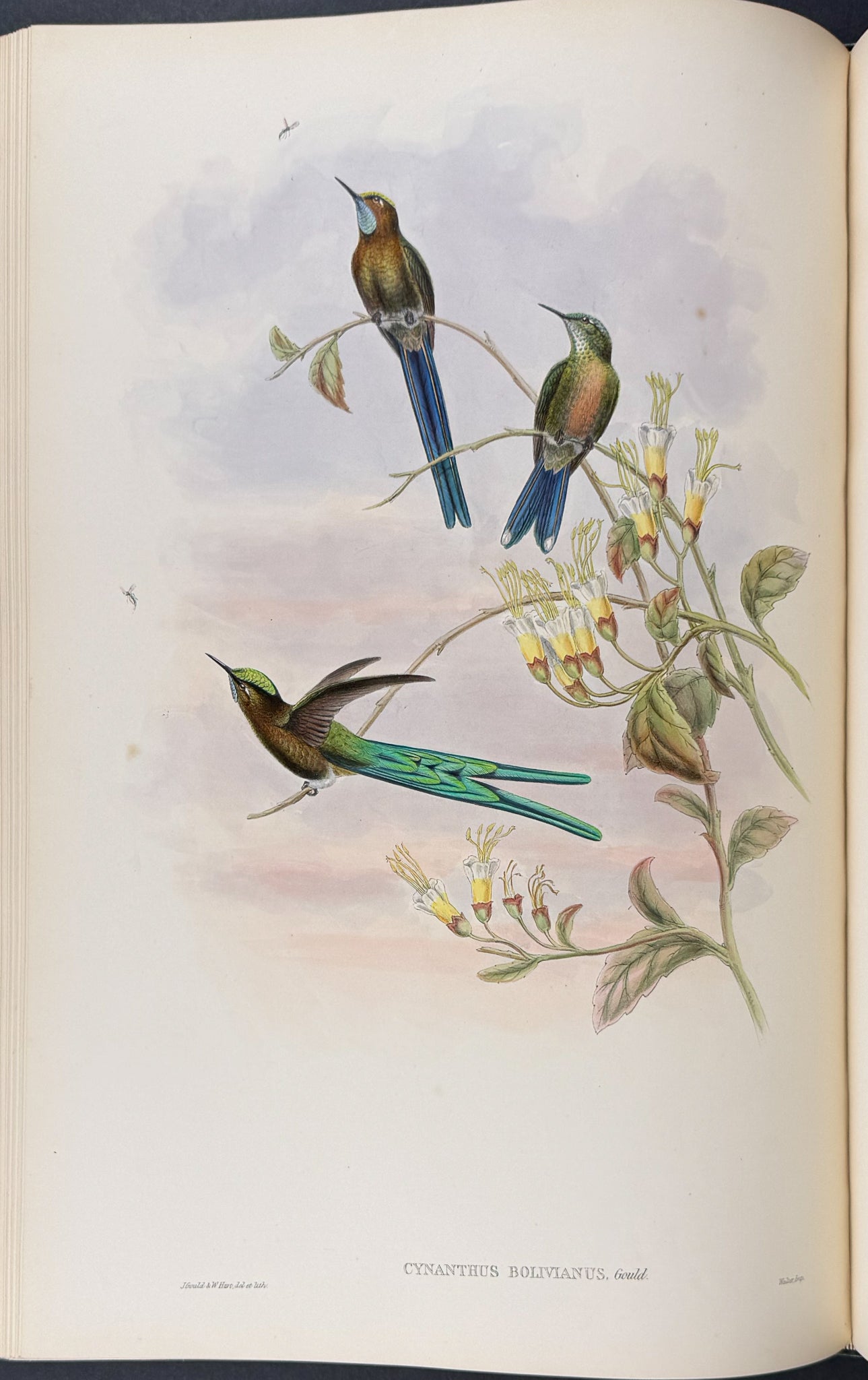 A Monograph of Trochildiae or Family of Hummingbirds