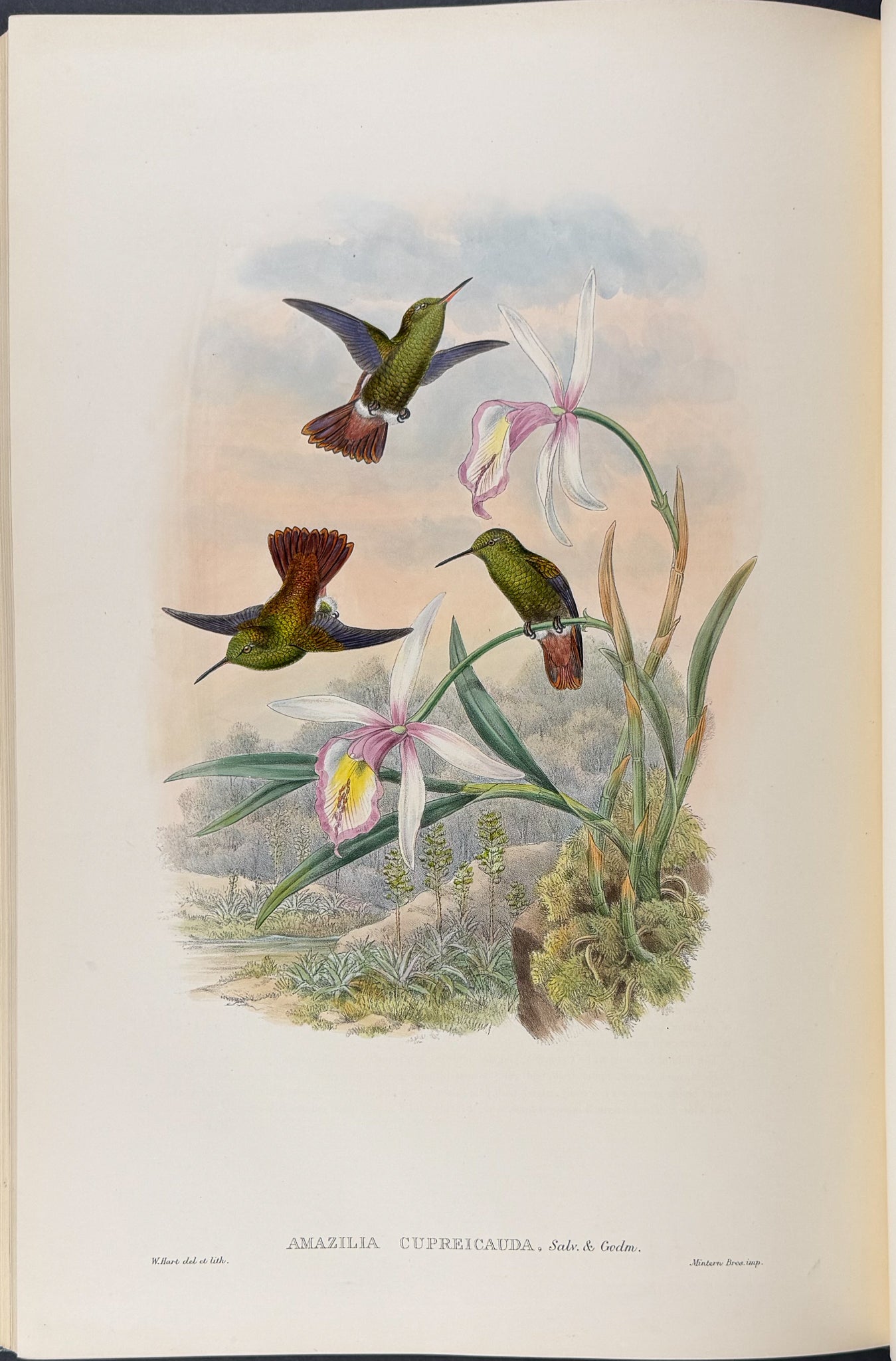 A Monograph of Trochildiae or Family of Hummingbirds