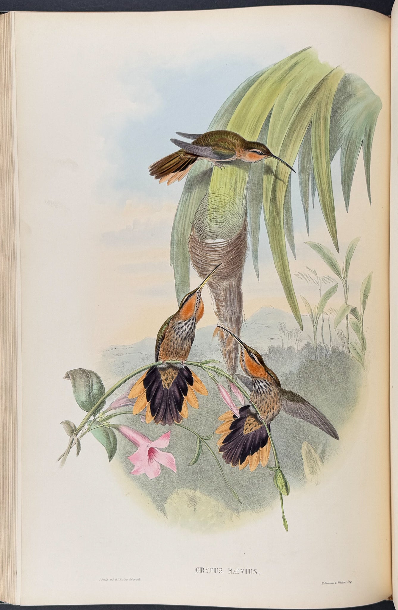 A Monograph of Trochildiae or Family of Hummingbirds