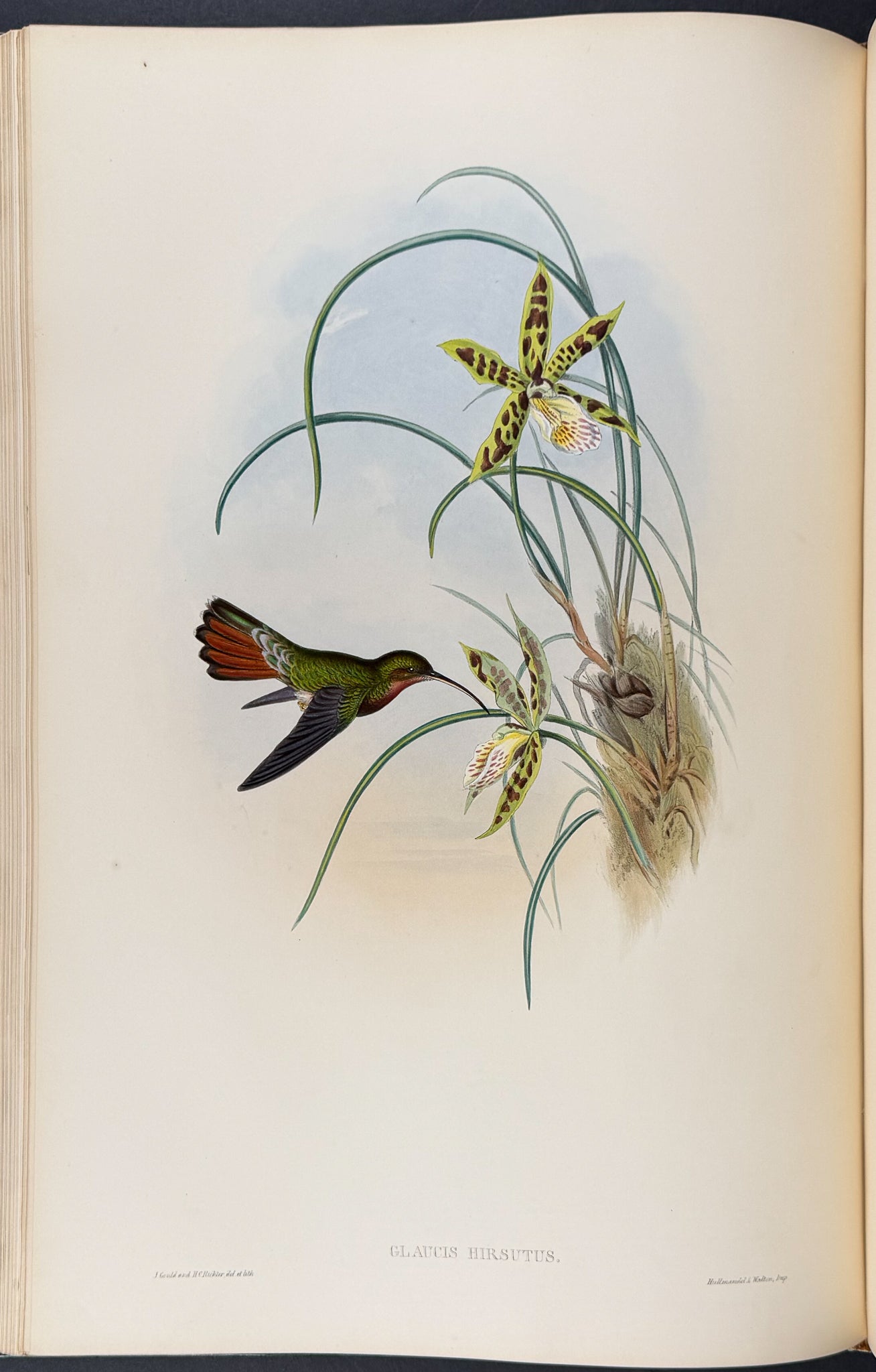 A Monograph of Trochildiae or Family of Hummingbirds