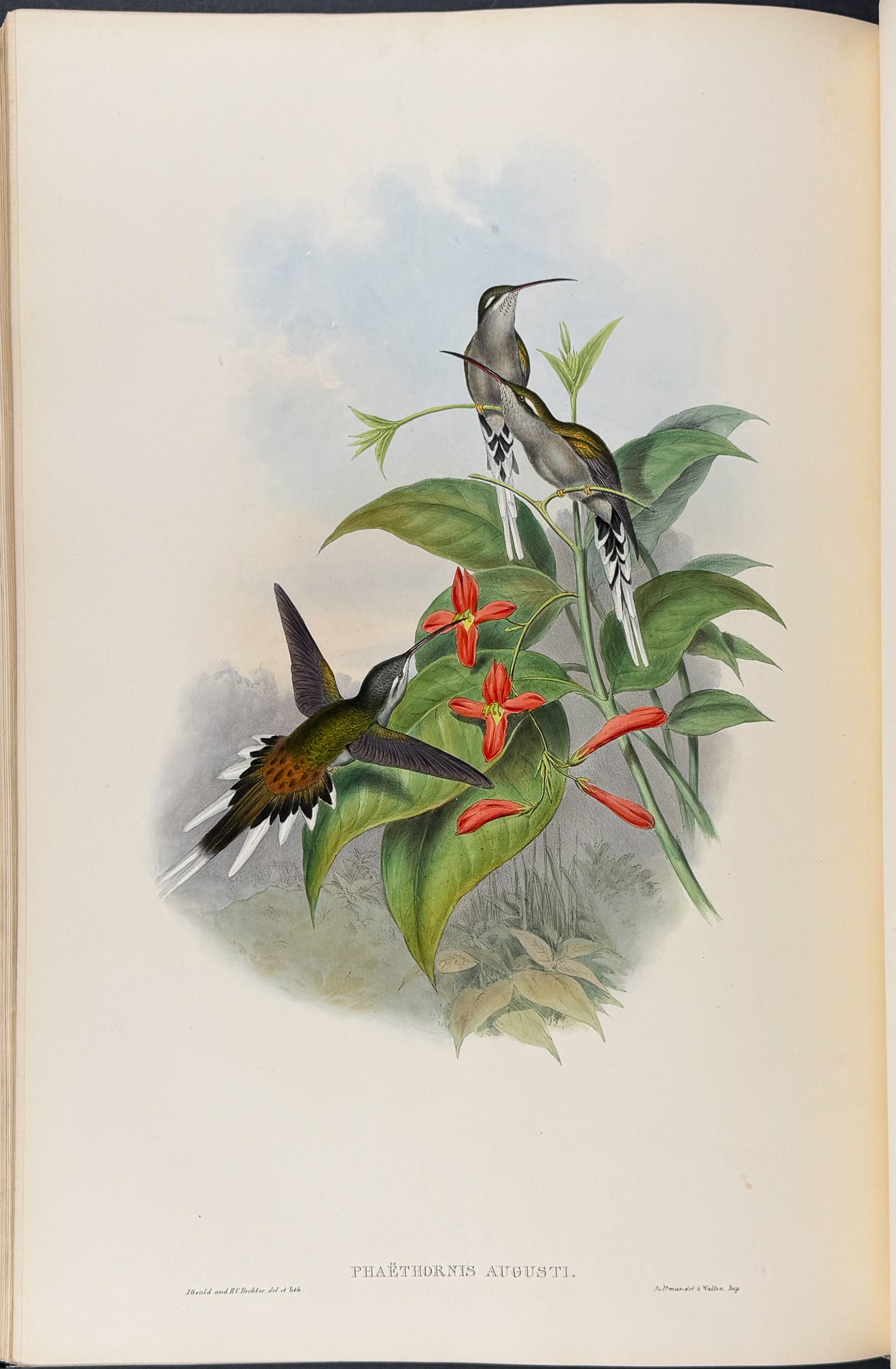 A Monograph of Trochildiae or Family of Hummingbirds