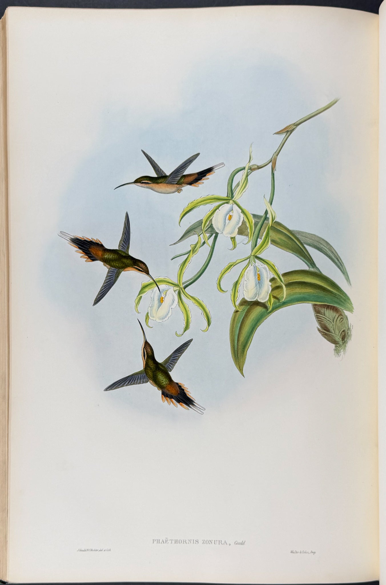 A Monograph of Trochildiae or Family of Hummingbirds