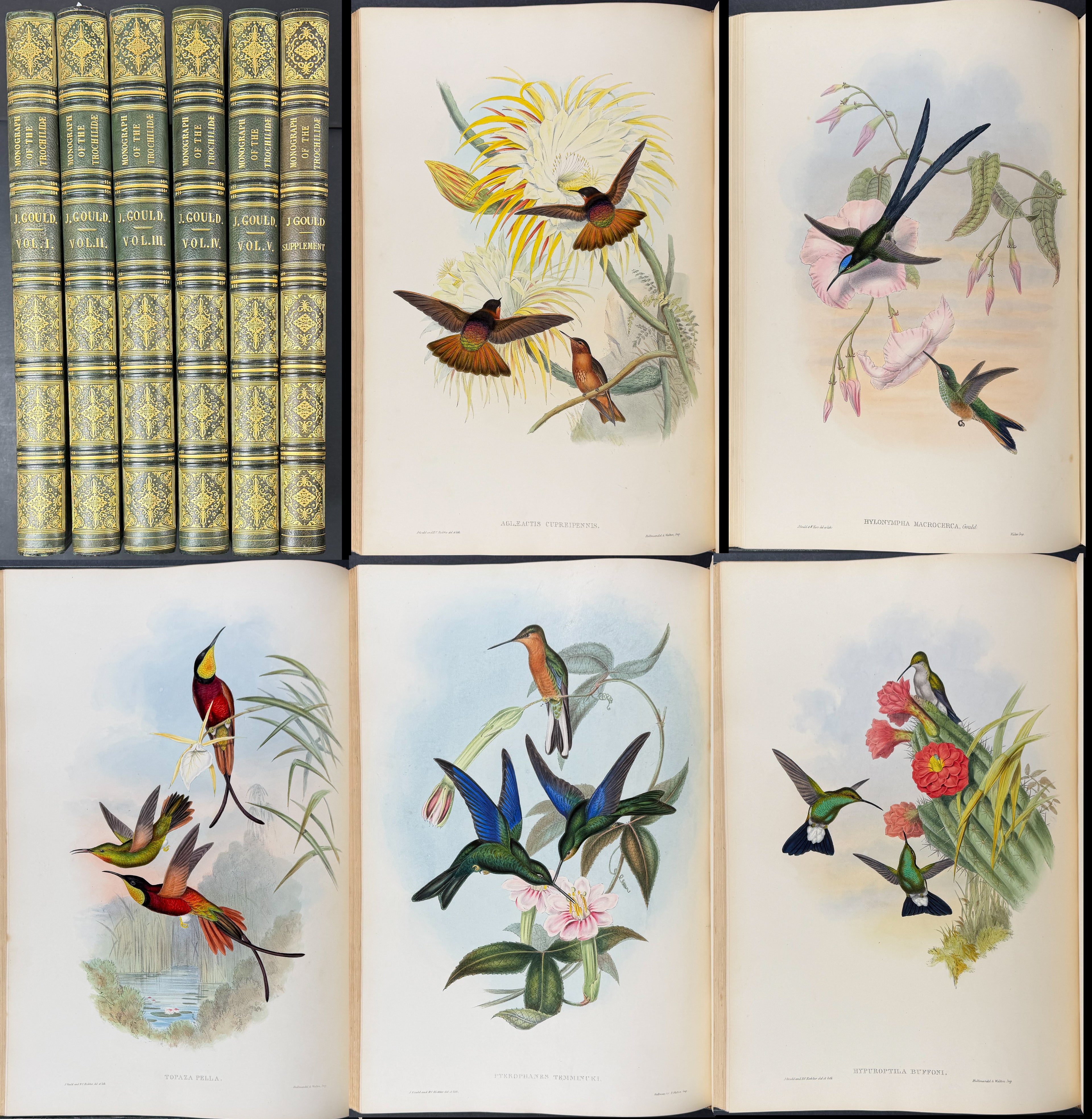 A Monograph of Trochildiae or Family of Hummingbirds