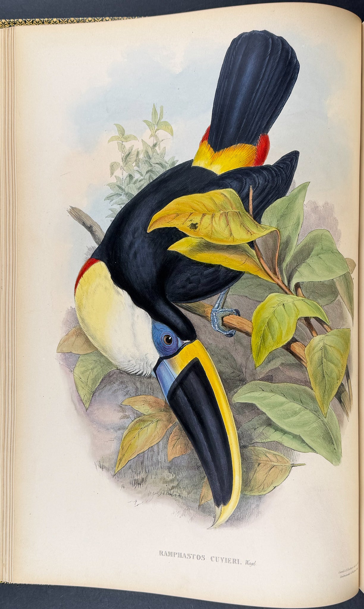 Gould's Family of Toucans - Volume with 52 Originally Hand-colored Lithographs