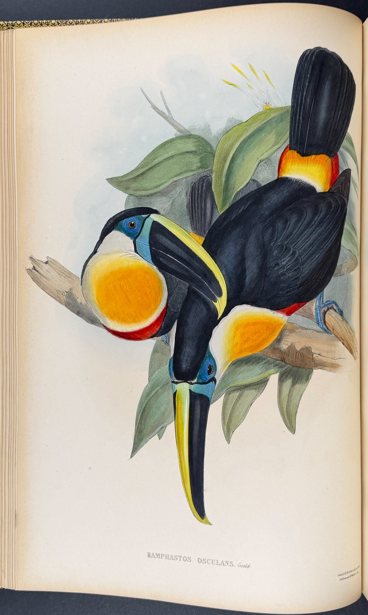 Gould's Family of Toucans - Volume with 52 Originally Hand-colored Lithographs
