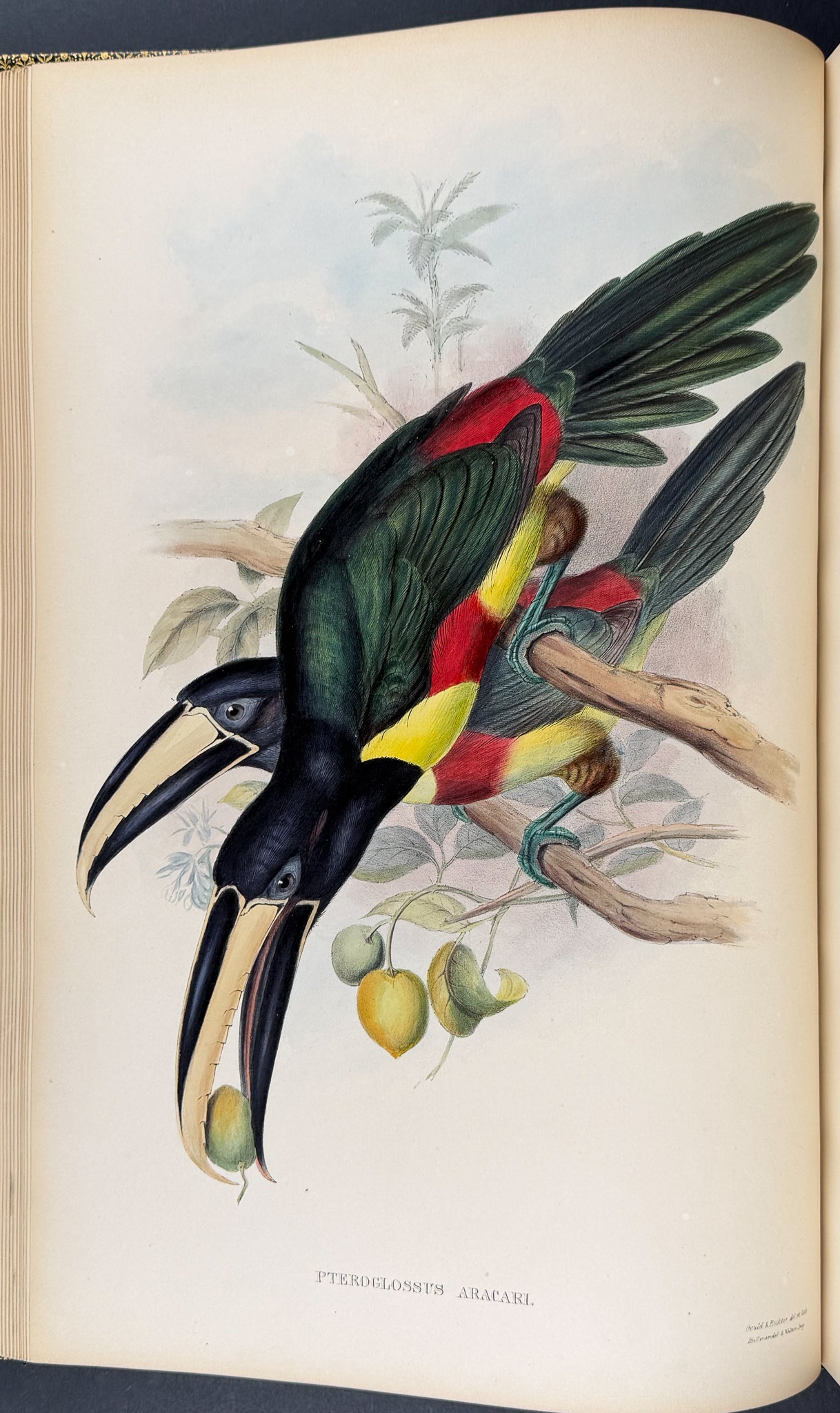 Gould's Family of Toucans - Volume with 52 Originally Hand-colored Lithographs