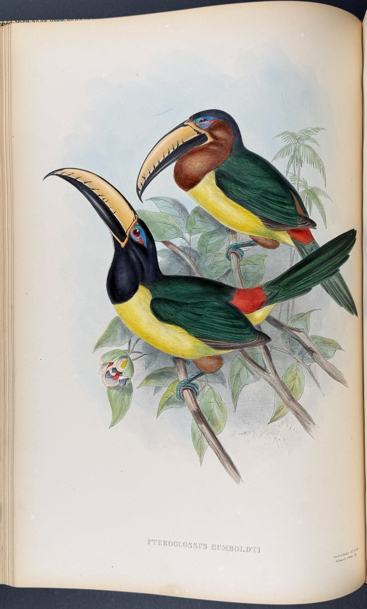 Gould's Family of Toucans - Volume with 52 Originally Hand-colored Lithographs