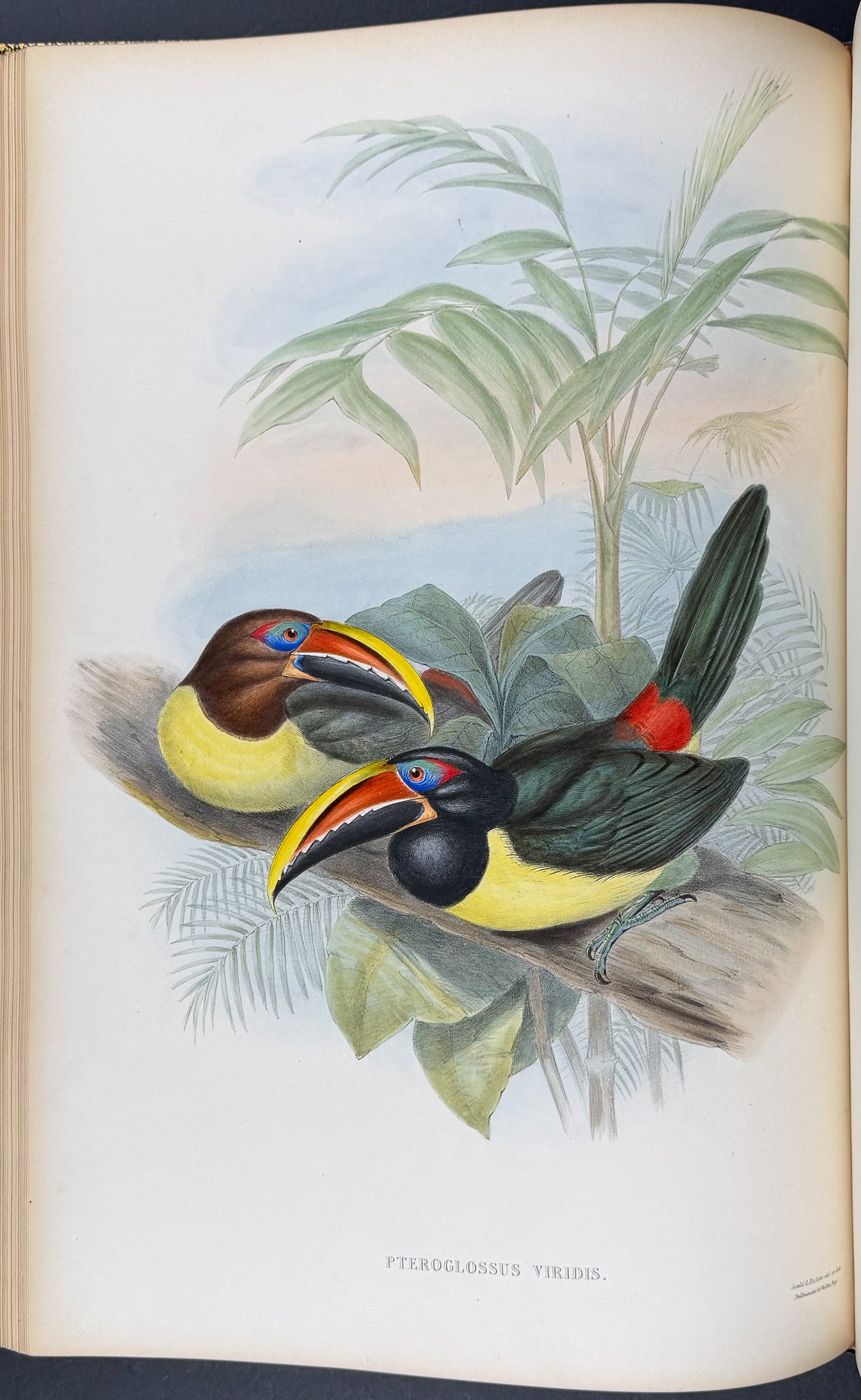 Gould's Family of Toucans - Volume with 52 Originally Hand-colored Lithographs
